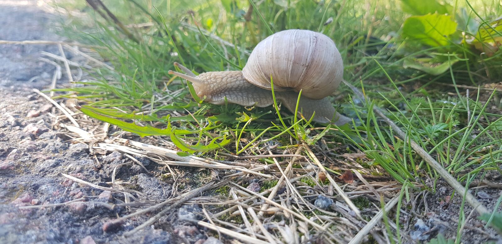 Samsung SM-G955F sample photo. Snail, grass, nature photography