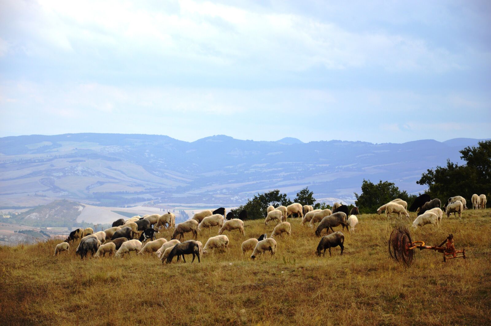 Nikon D3200 sample photo. Tuscany, sheep, landscape photography