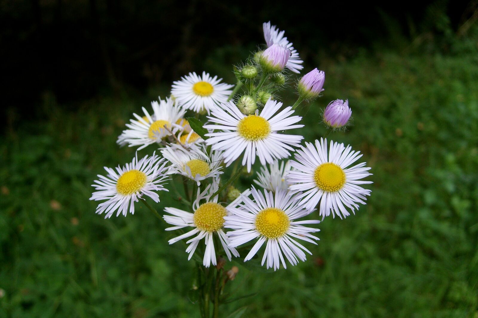 Samsung KENOX S730  / Samsung S730 sample photo. Beautiful, bouquet of flowers photography