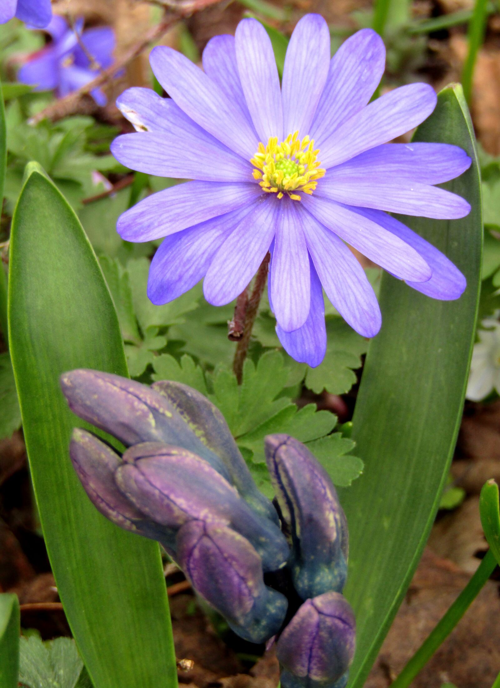 Canon POWERSHOT SX432 IS sample photo. Anemone blanda, blue shades photography
