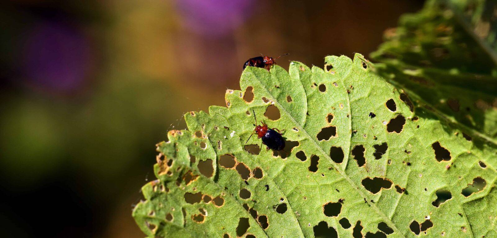 Nikon D3300 sample photo. Beetle, insect, green leaf photography