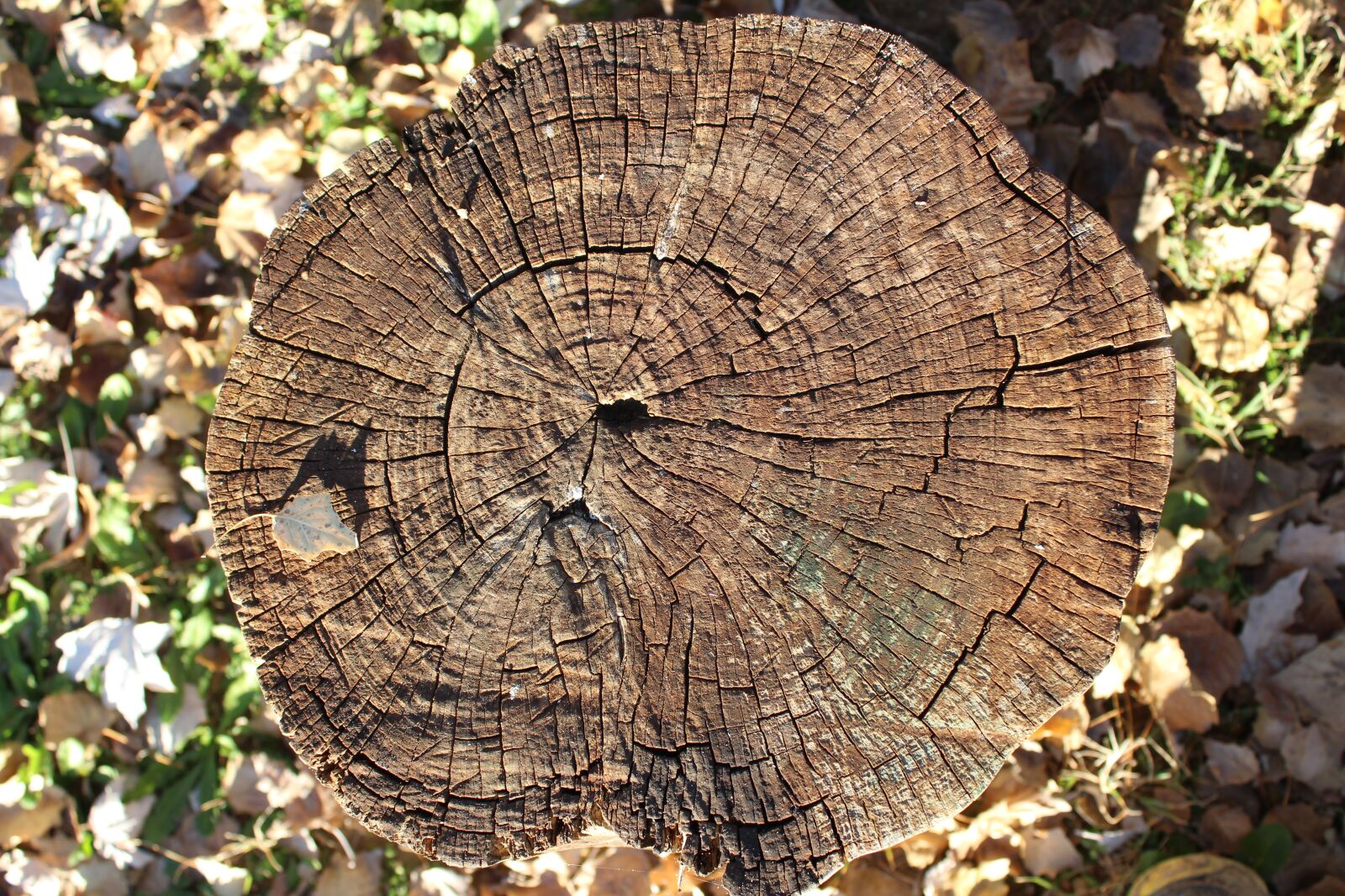 Canon EOS 1200D (EOS Rebel T5 / EOS Kiss X70 / EOS Hi) sample photo. Trunk, wood, seat photography