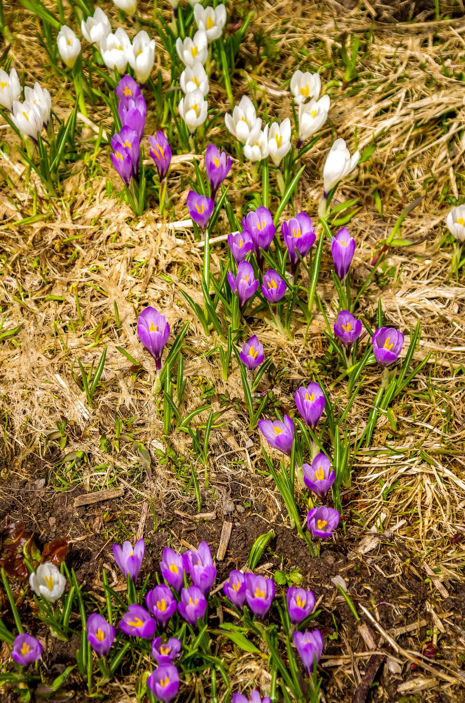 Pentax K-5 II sample photo. Crocus, flower, spring photography