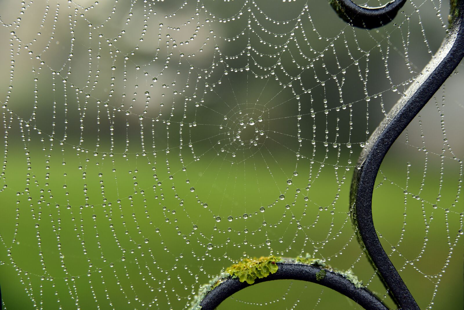 Nikon D750 sample photo. Spider webs, halloween, dewdrop photography