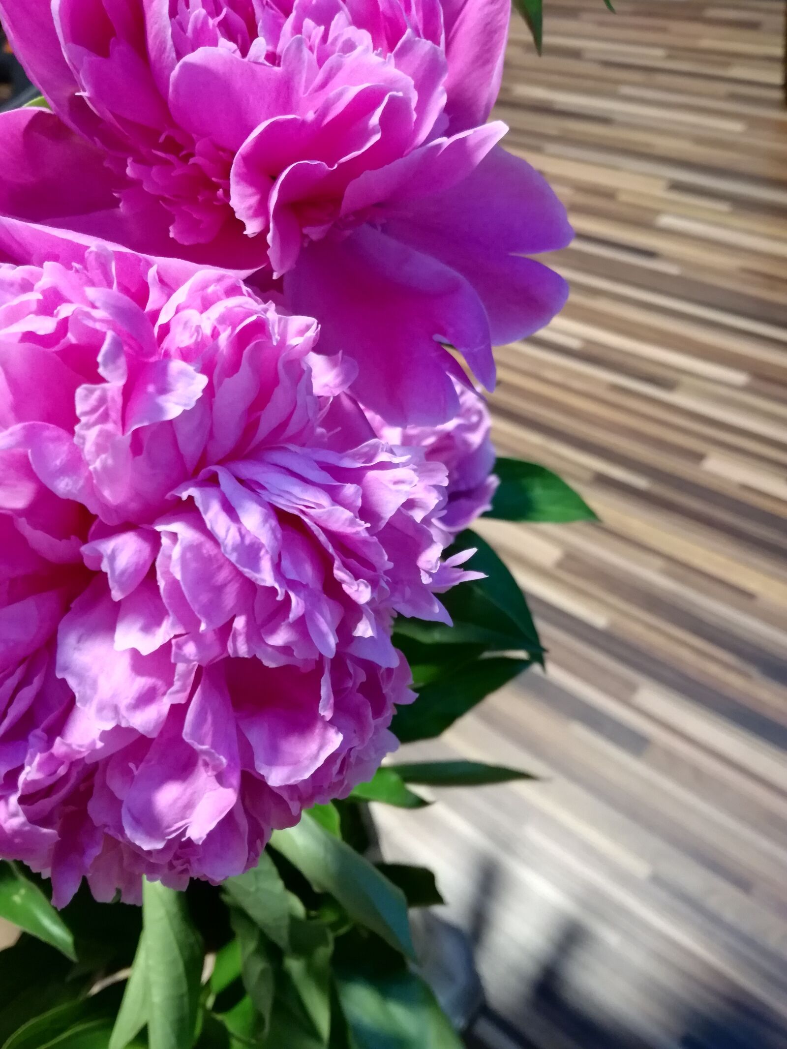 HUAWEI P9 LITE sample photo. Peony, pink, blossom photography