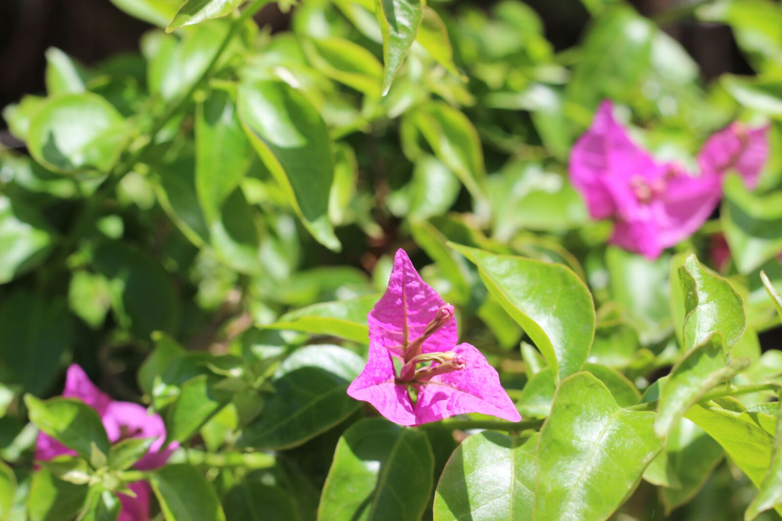 Canon EOS 600D (Rebel EOS T3i / EOS Kiss X5) + Canon EF 50mm F1.8 II sample photo. Flora, nature, flower photography