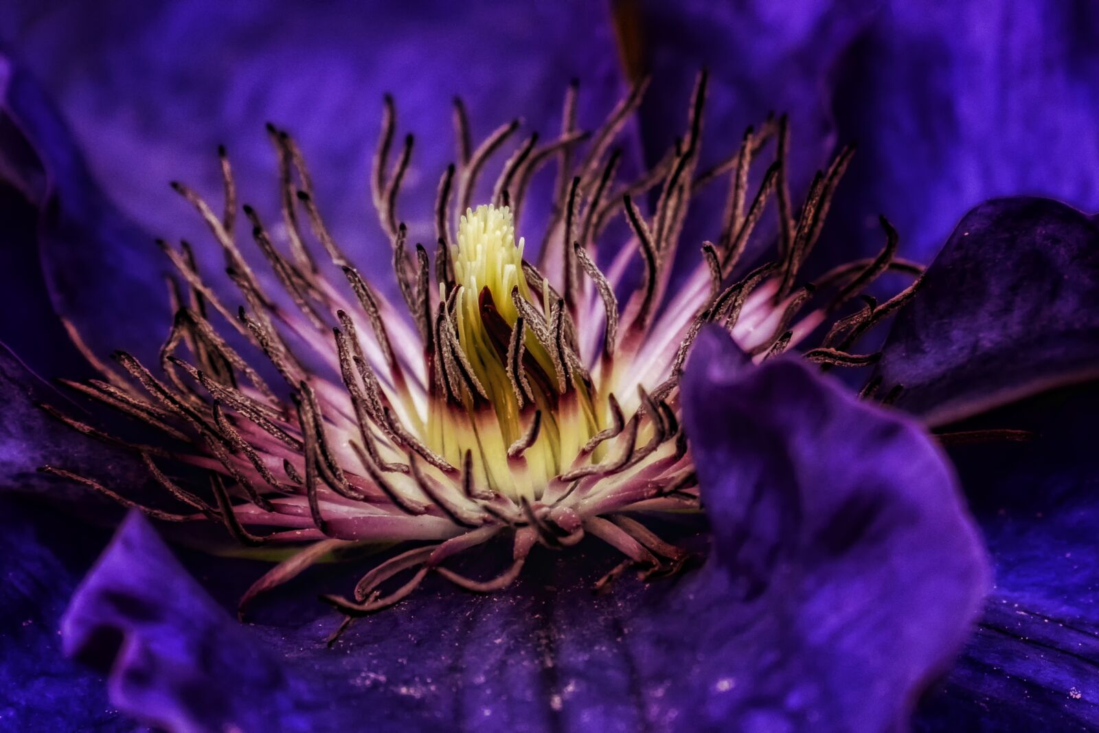 Sony E 70-350mm F4.5-6.3 G OSS sample photo. Clematis, blossom, bloom photography