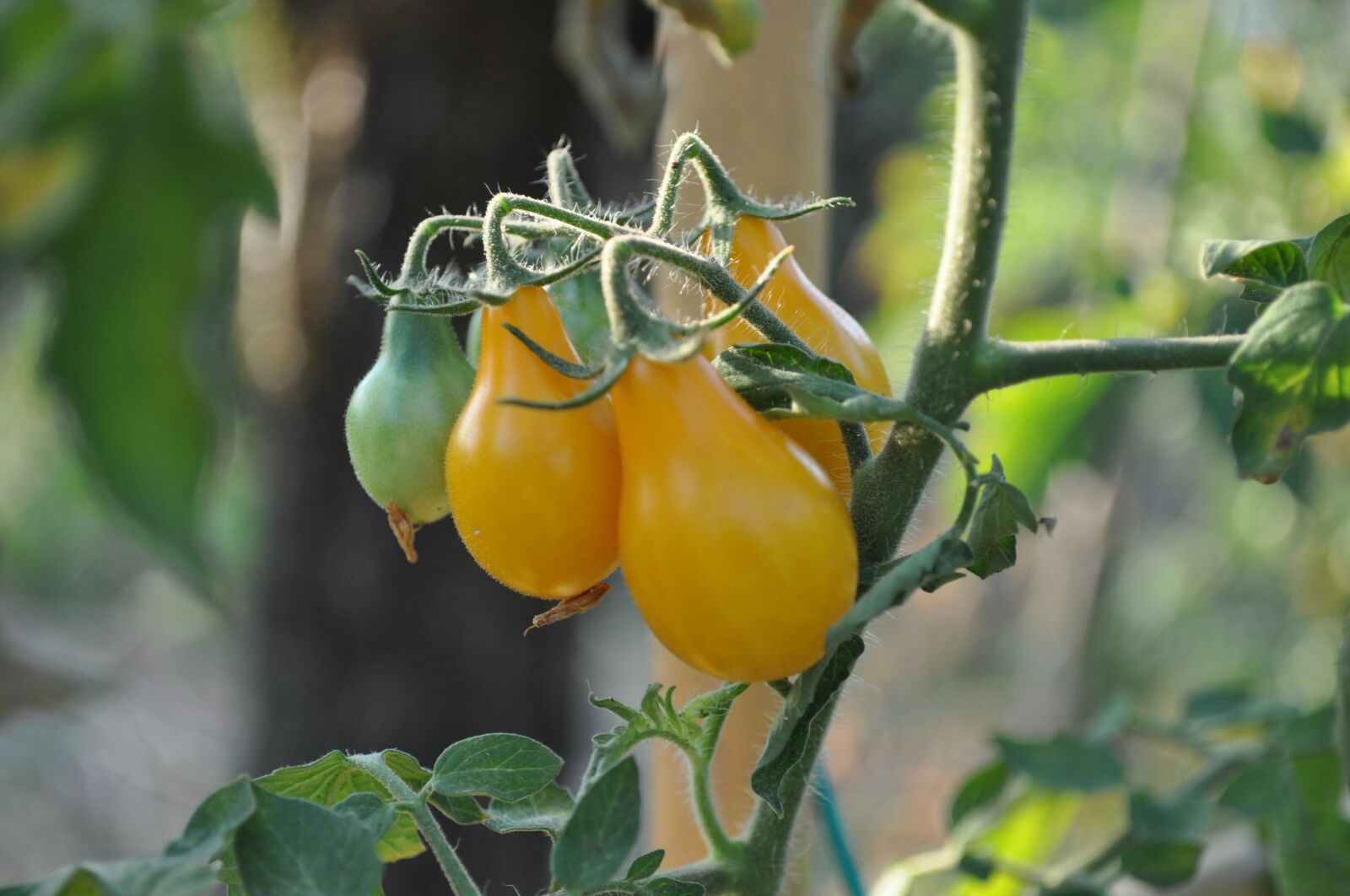 Nikon D5000 sample photo. Tomato, tomato yellow, food photography