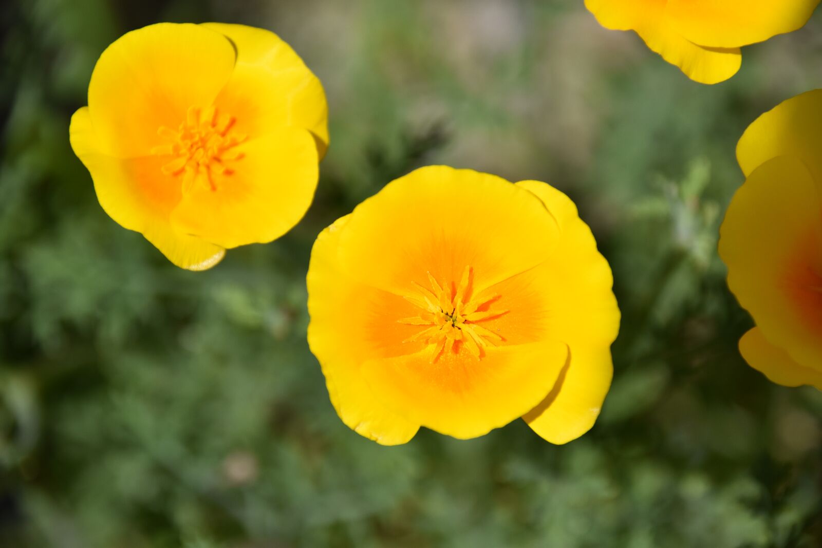 Nikon D5600 sample photo. Flower, flower color yellow photography