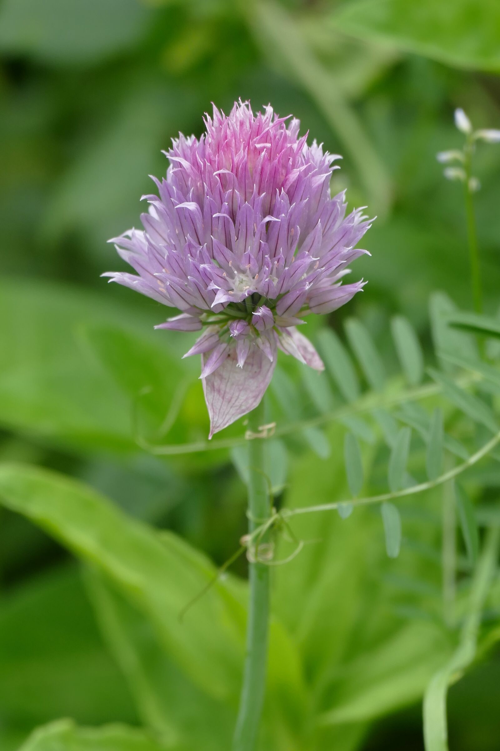 Panasonic Lumix DMC-FZ1000 sample photo. Chive, look, herbs photography