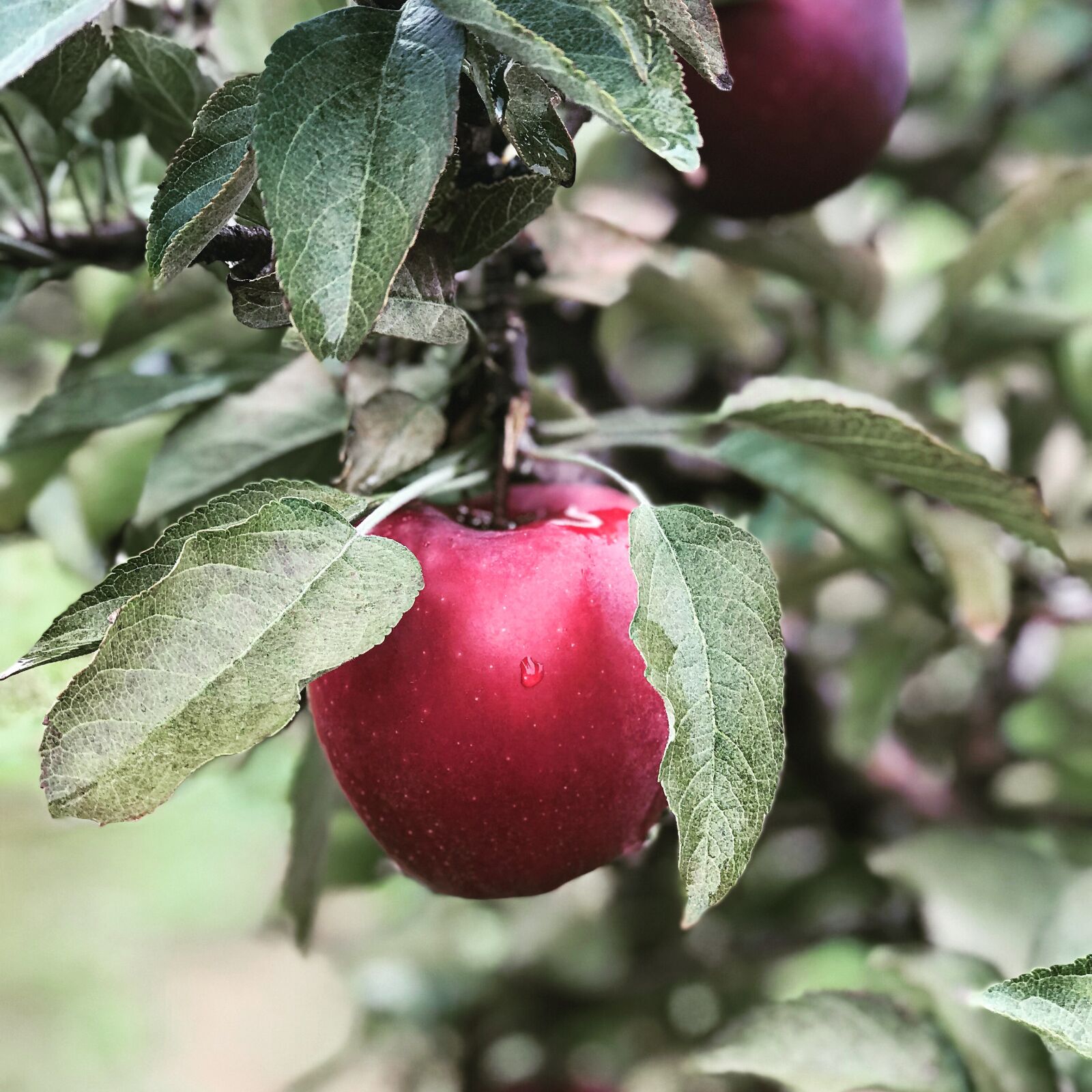 iPhone 7 Plus back dual camera 6.6mm f/2.8 sample photo. Apple, autumn, fruit photography