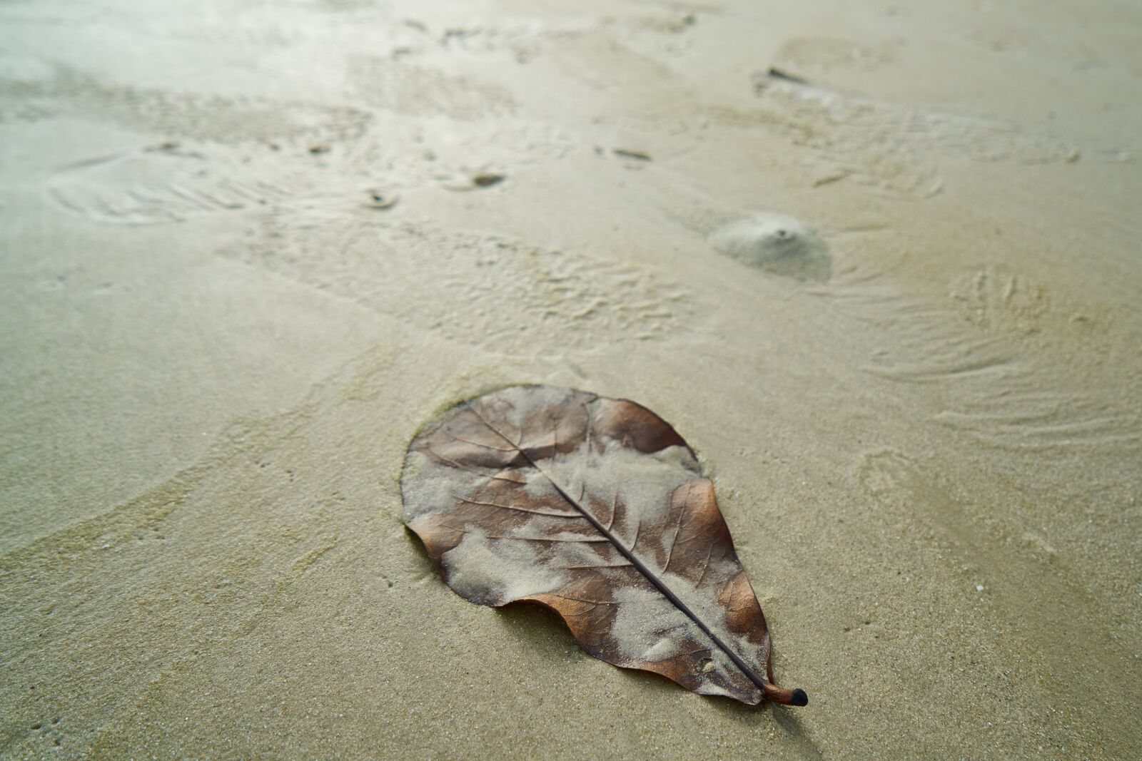 Sony a7R II sample photo. Beach, leaves, marine photography