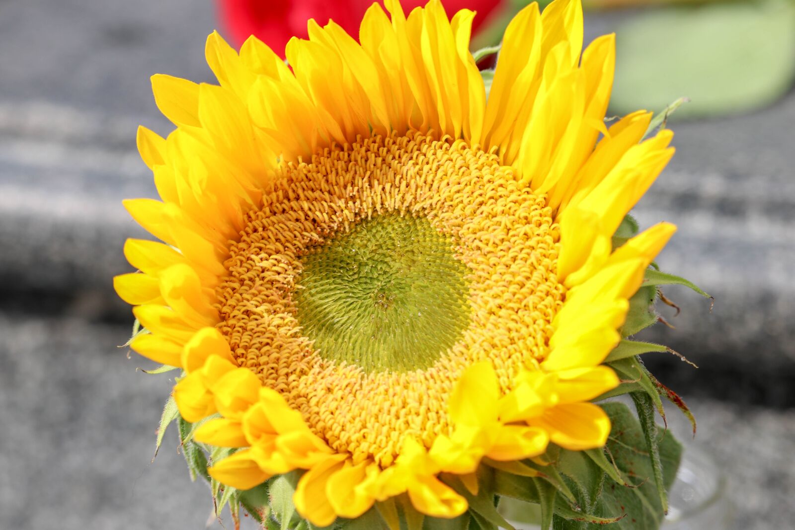 Canon EF-S 55-250mm F4-5.6 IS STM sample photo. Sun, flowers, summer photography