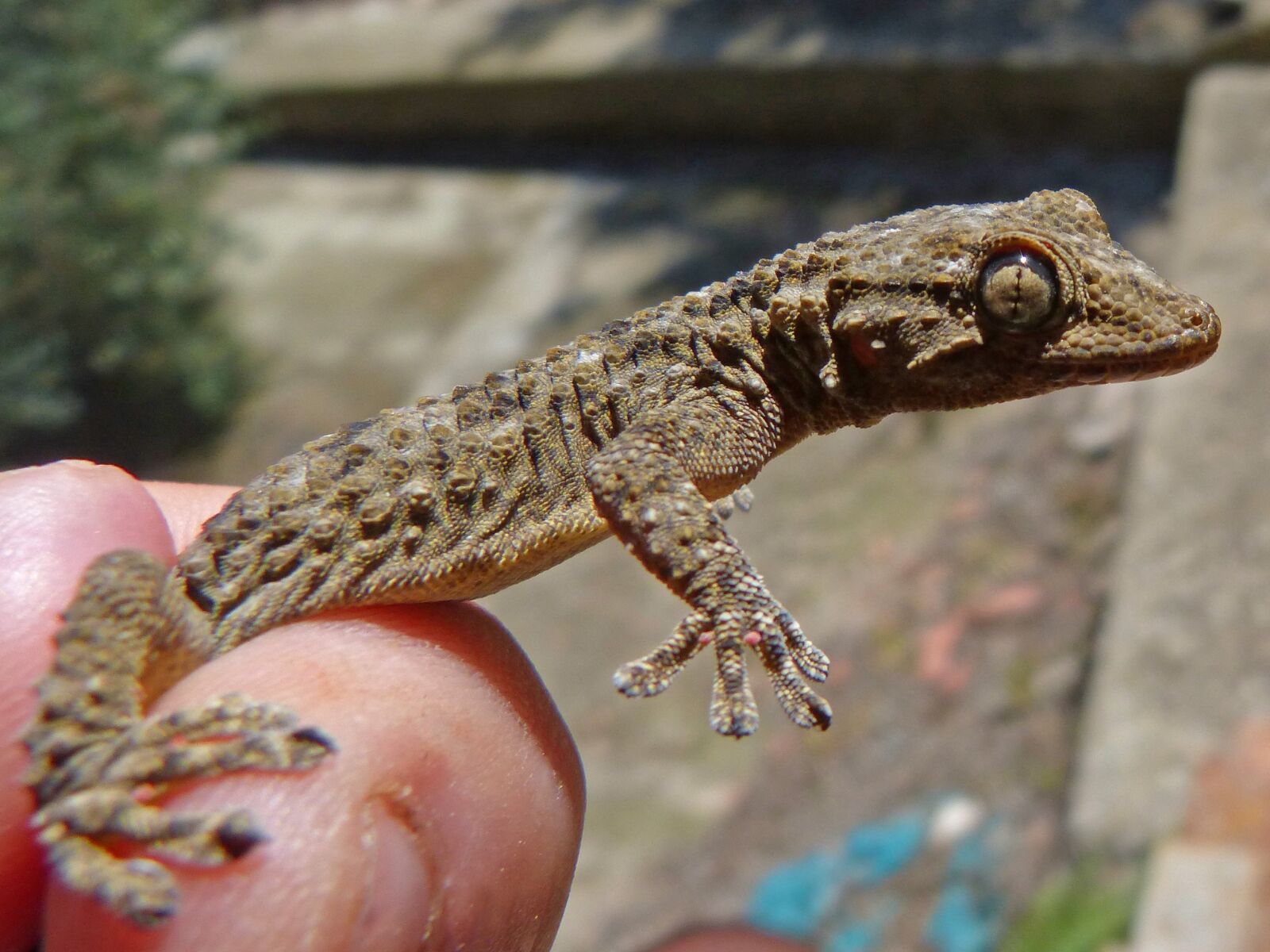 Panasonic DMC-FZ62 sample photo. Gecko, dragon, detail photography