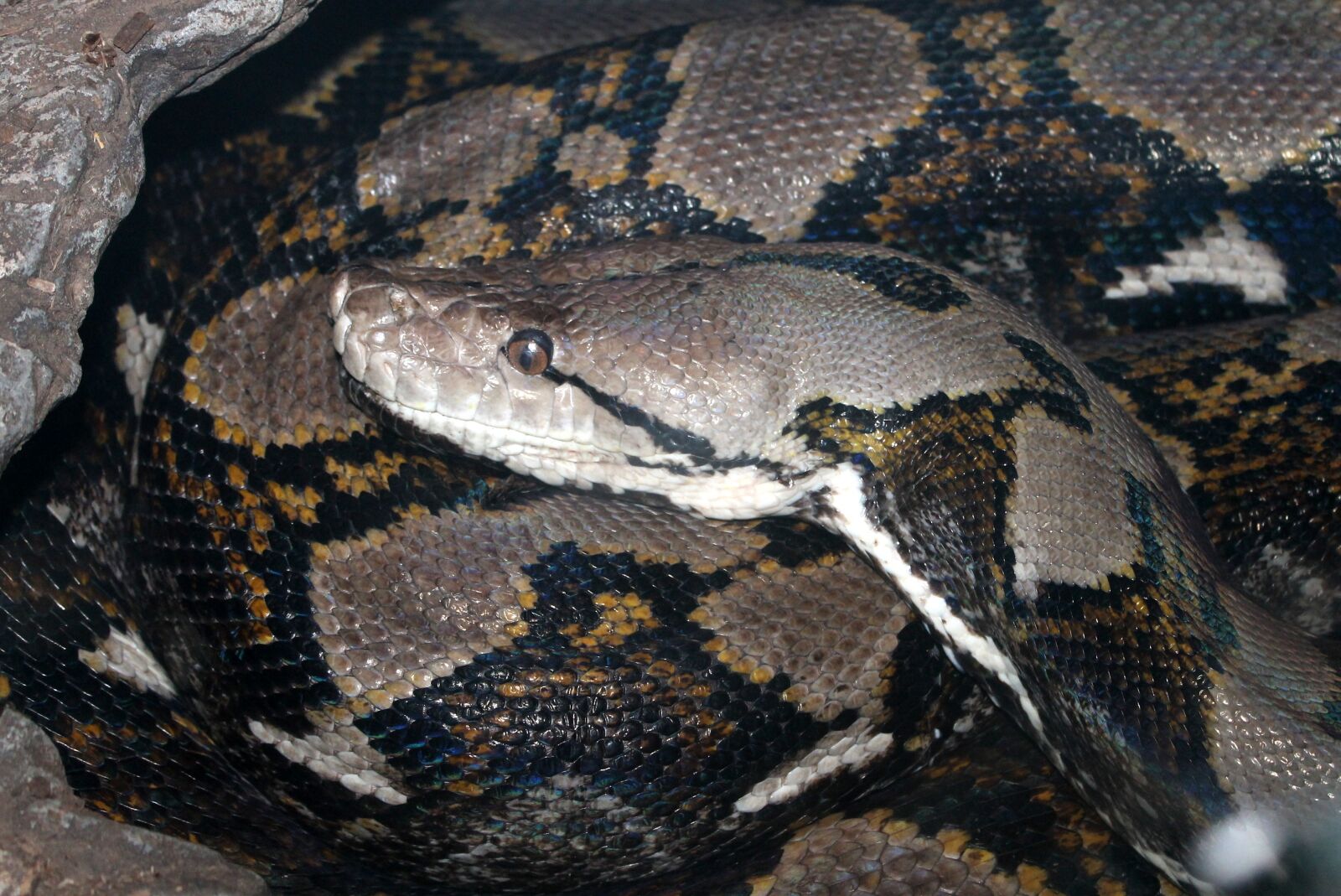 Canon EOS 1100D (EOS Rebel T3 / EOS Kiss X50) sample photo. Snake, zoo, reptile photography