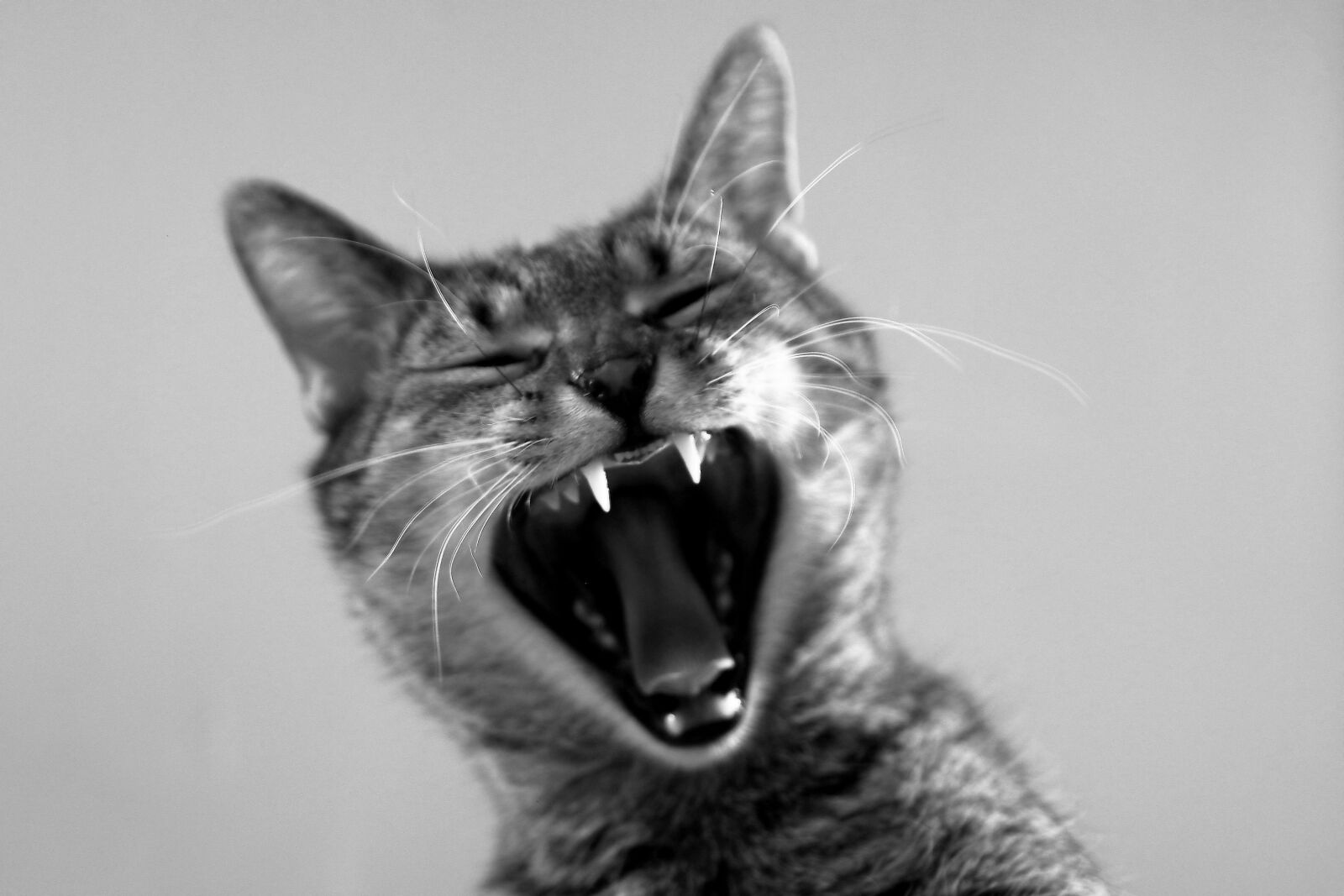 Canon EOS 80D sample photo. Cat, animal, fur photography