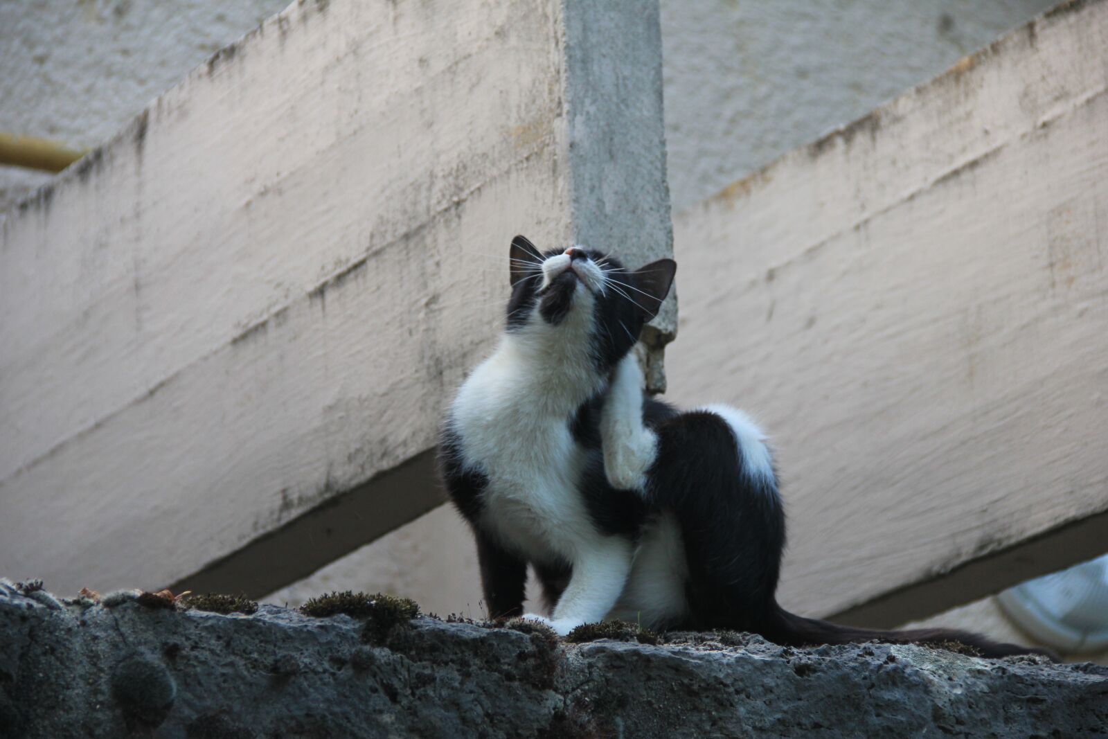 Canon EOS 550D (EOS Rebel T2i / EOS Kiss X4) sample photo. Cat, gray, pets photography