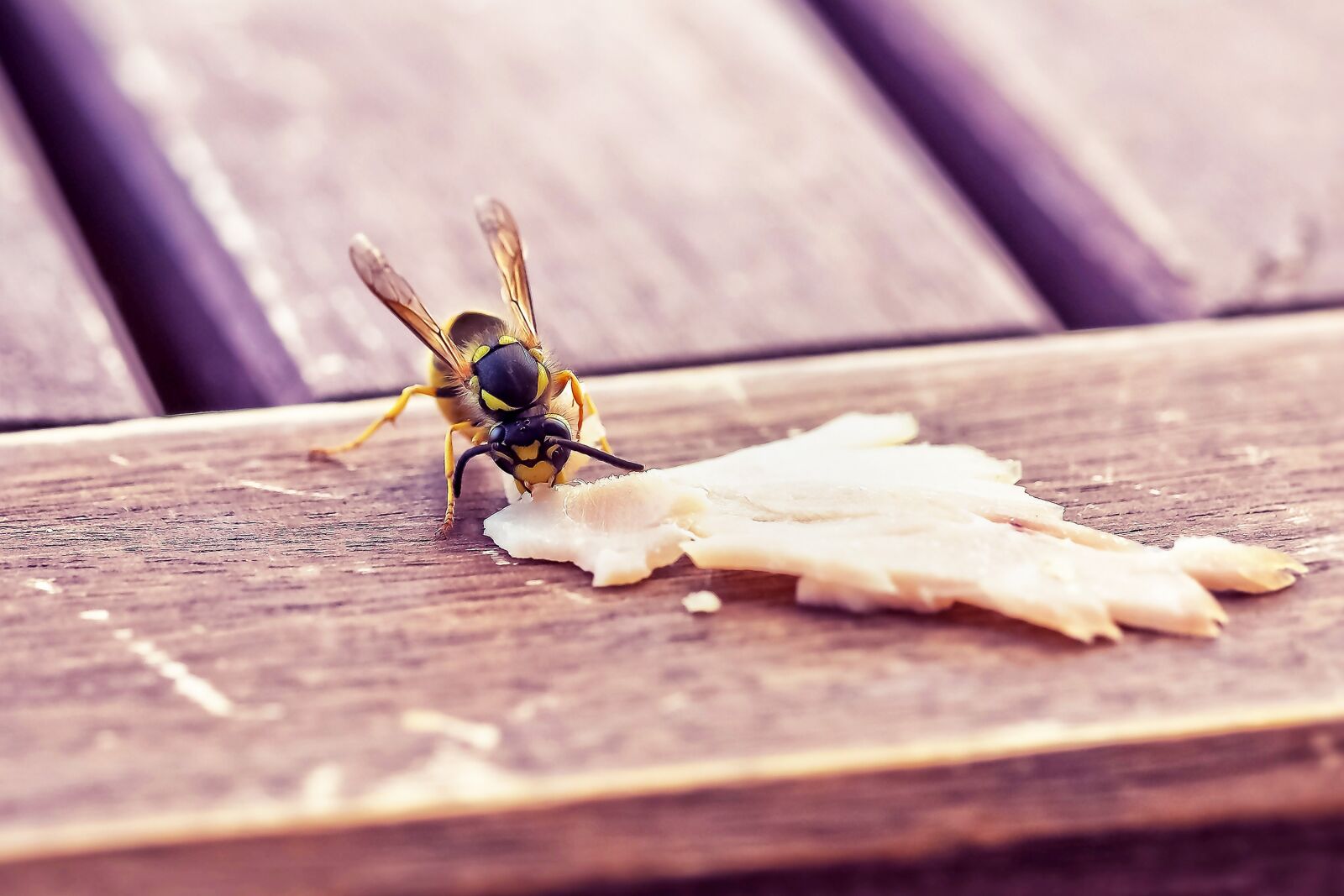 Olympus OM-D E-M10 sample photo. Wasp, insect, nature photography