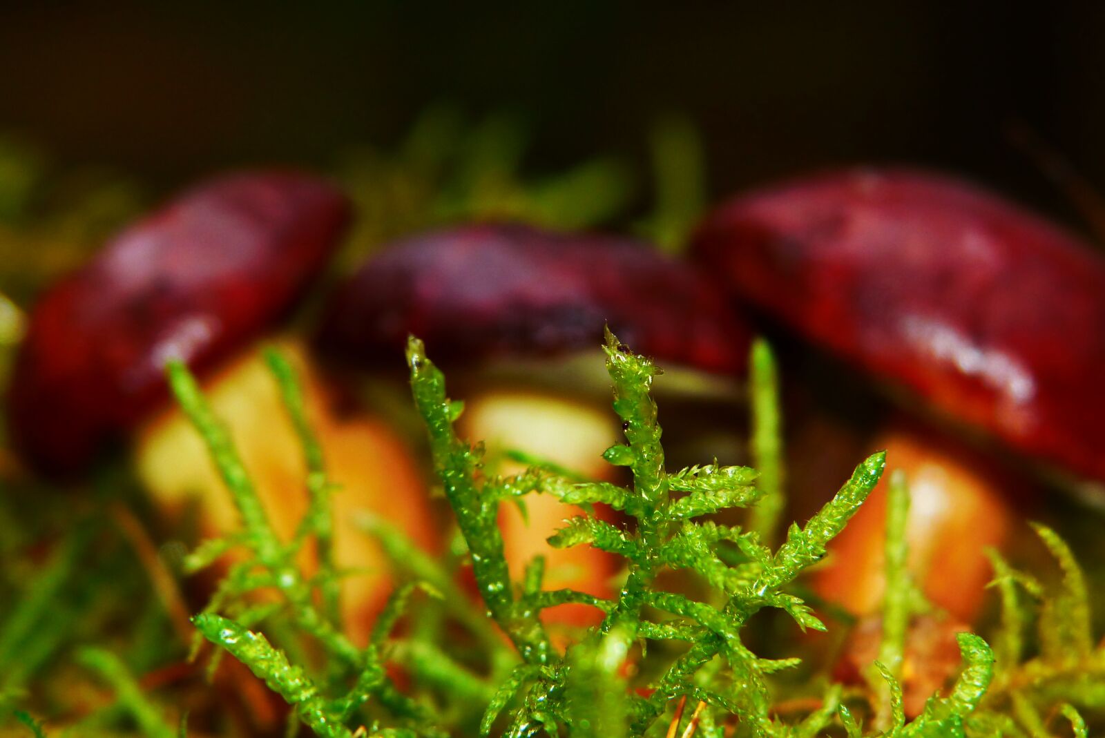Panasonic Lumix DMC-FZ200 sample photo. Moss, forest litter, undergrowth photography