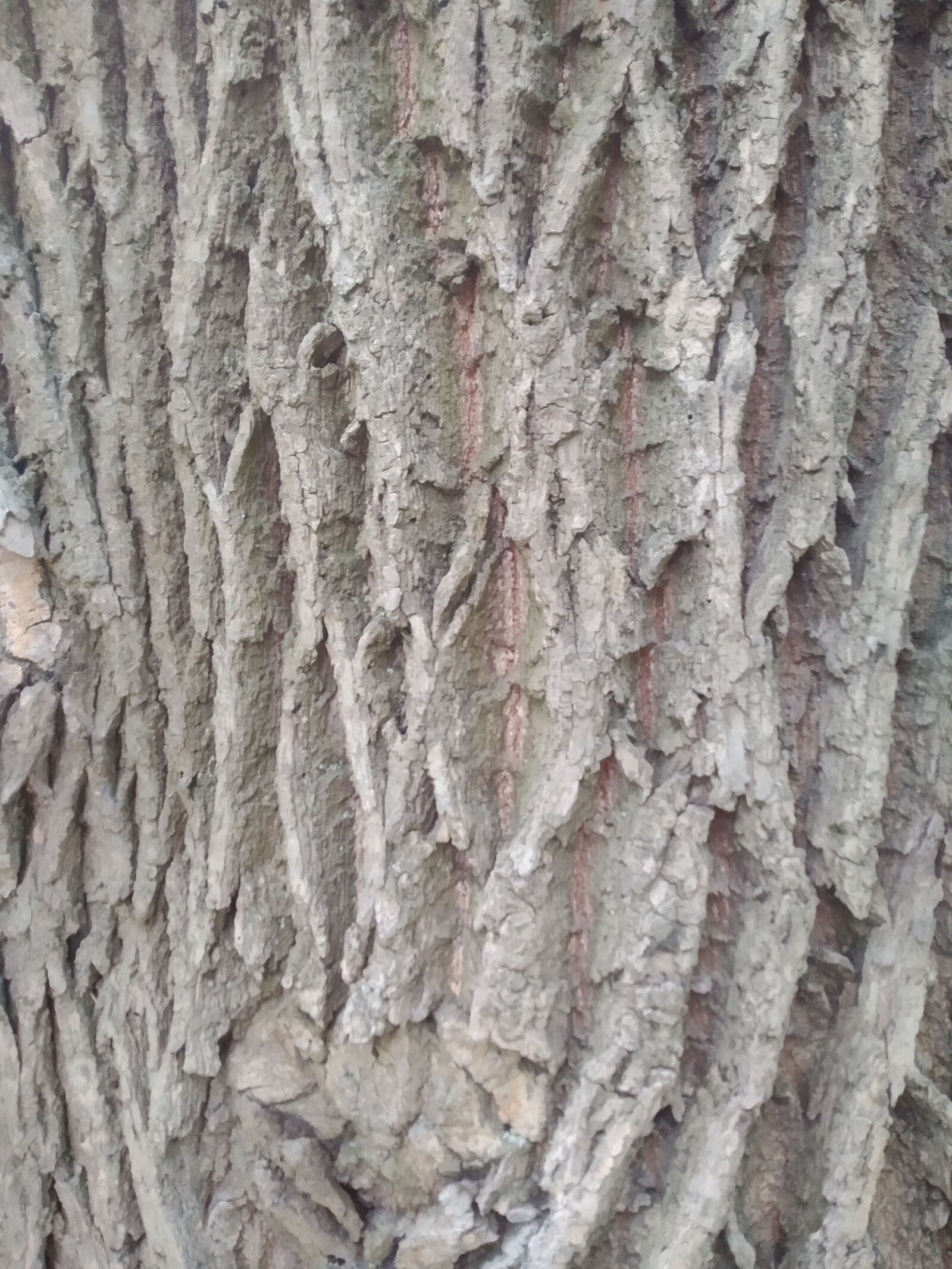 Xiaomi Mi A2 Lite sample photo. The bark, tree, nature photography