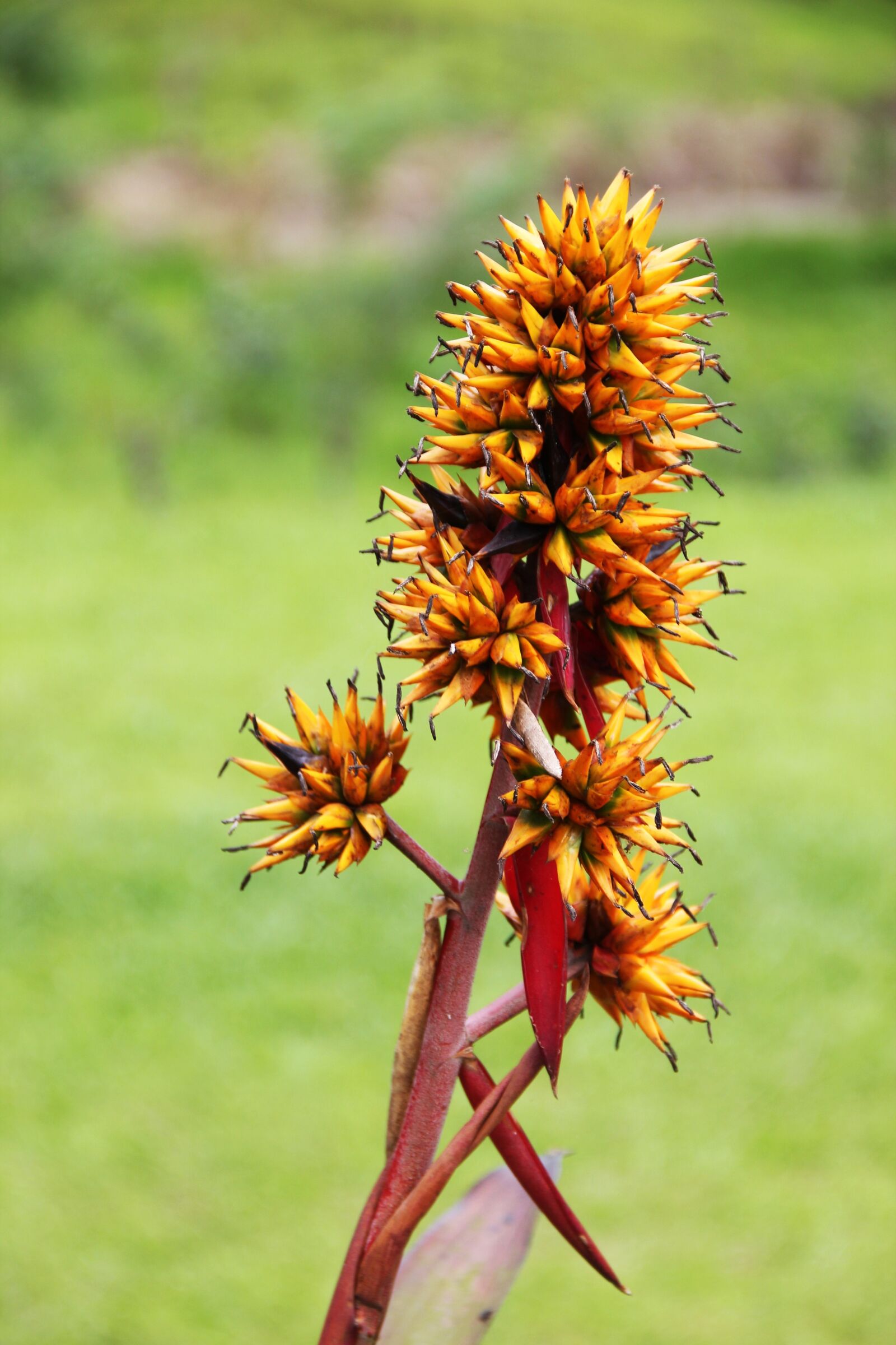 Canon EOS 550D (EOS Rebel T2i / EOS Kiss X4) sample photo. Exotic flower, botany, flora photography