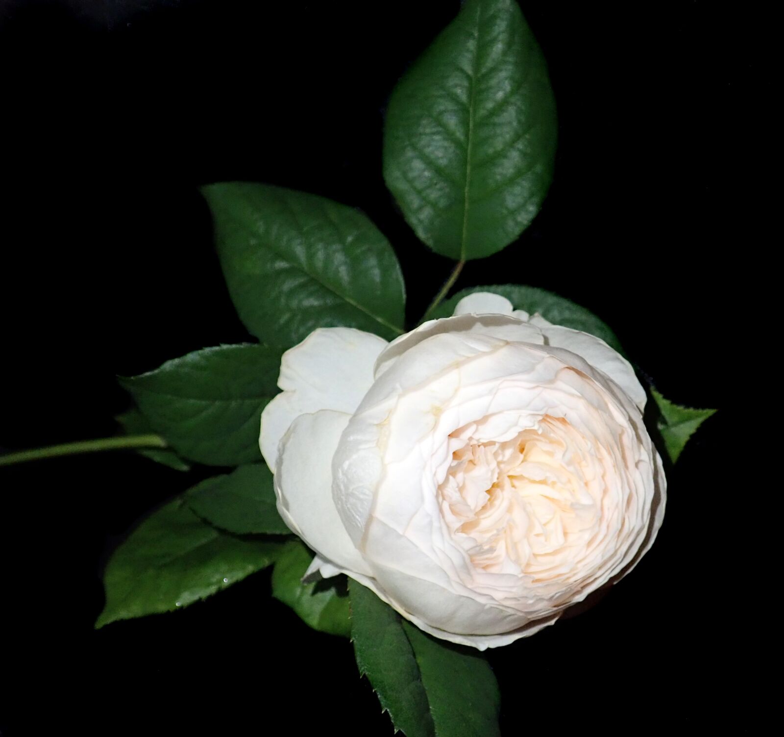 Olympus TG-5 sample photo. Rose, white, flower photography