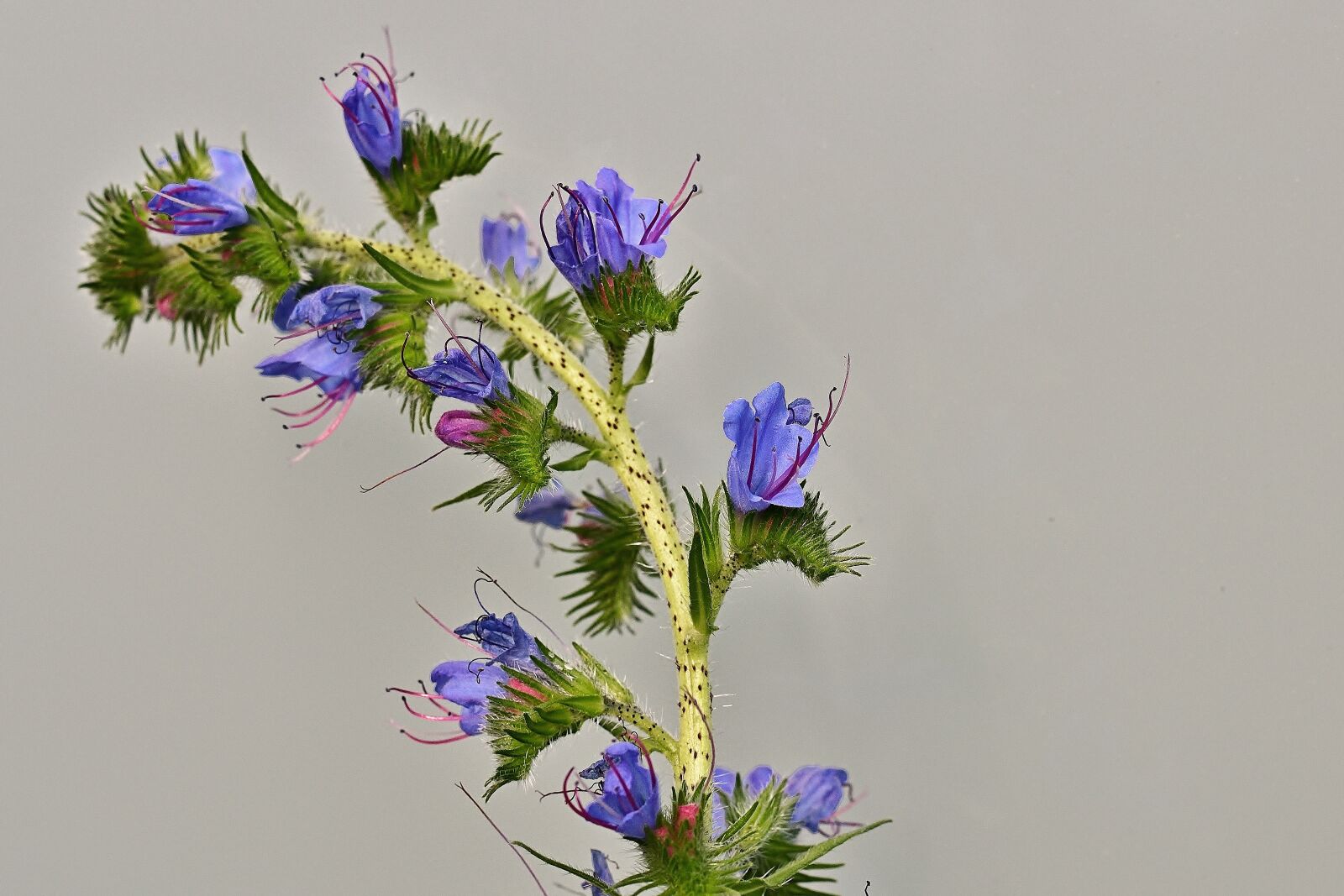 Nikon D5600 sample photo. Flowers, ordinary natternkopf, blue photography