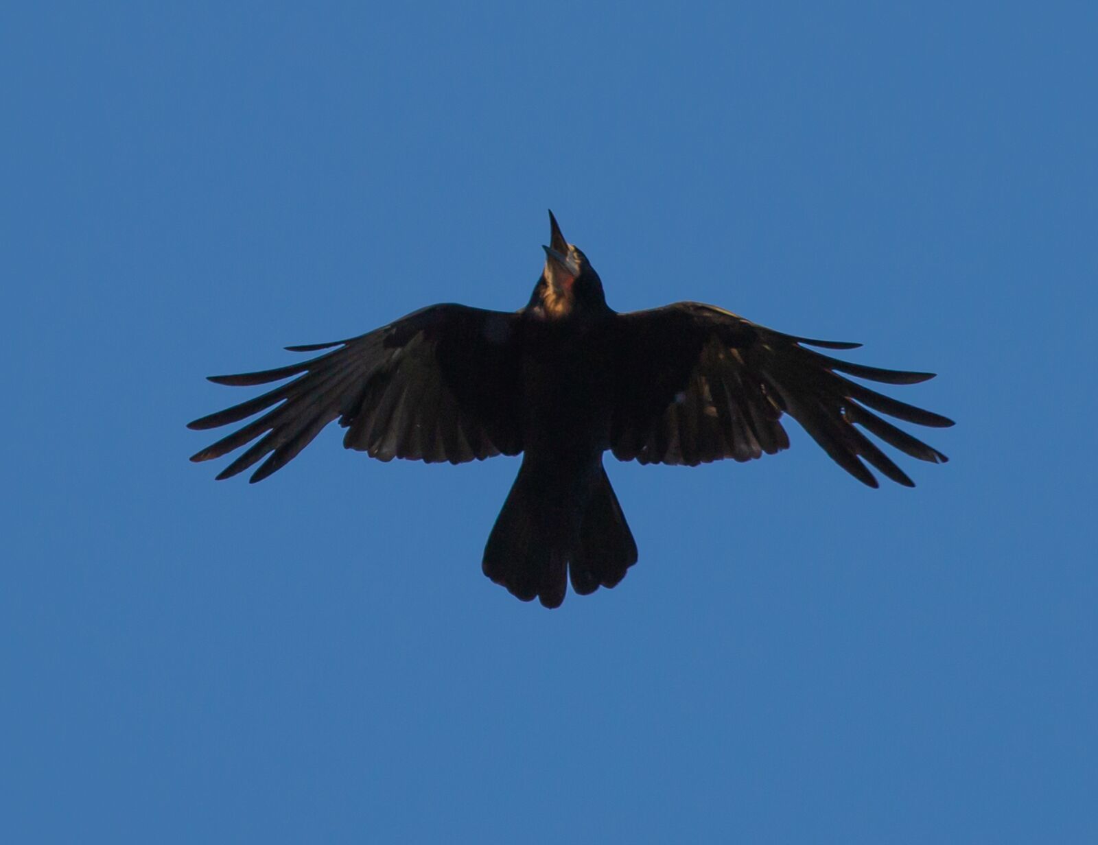 Canon EOS 5D Mark III sample photo. Flying rook, rook in photography
