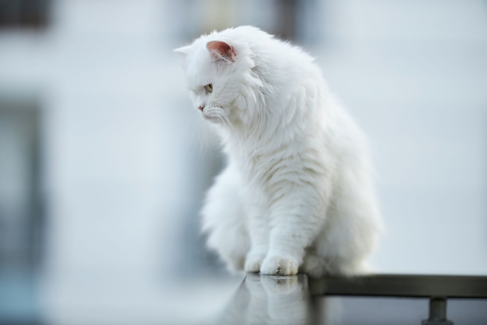Canon EOS R sample photo. Cat, animal, white photography