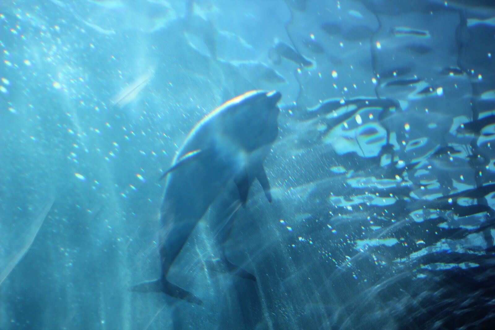 Canon EOS 60D + Canon EF 50mm F1.8 STM sample photo. Dolphins photography