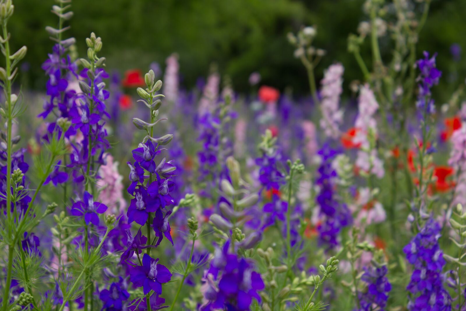 Canon EOS 550D (EOS Rebel T2i / EOS Kiss X4) sample photo. Flowers, garden, nature photography
