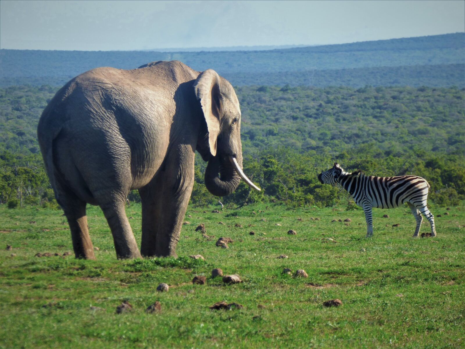 Panasonic DMC-FZ72 sample photo. Zebra, elephant, africa photography