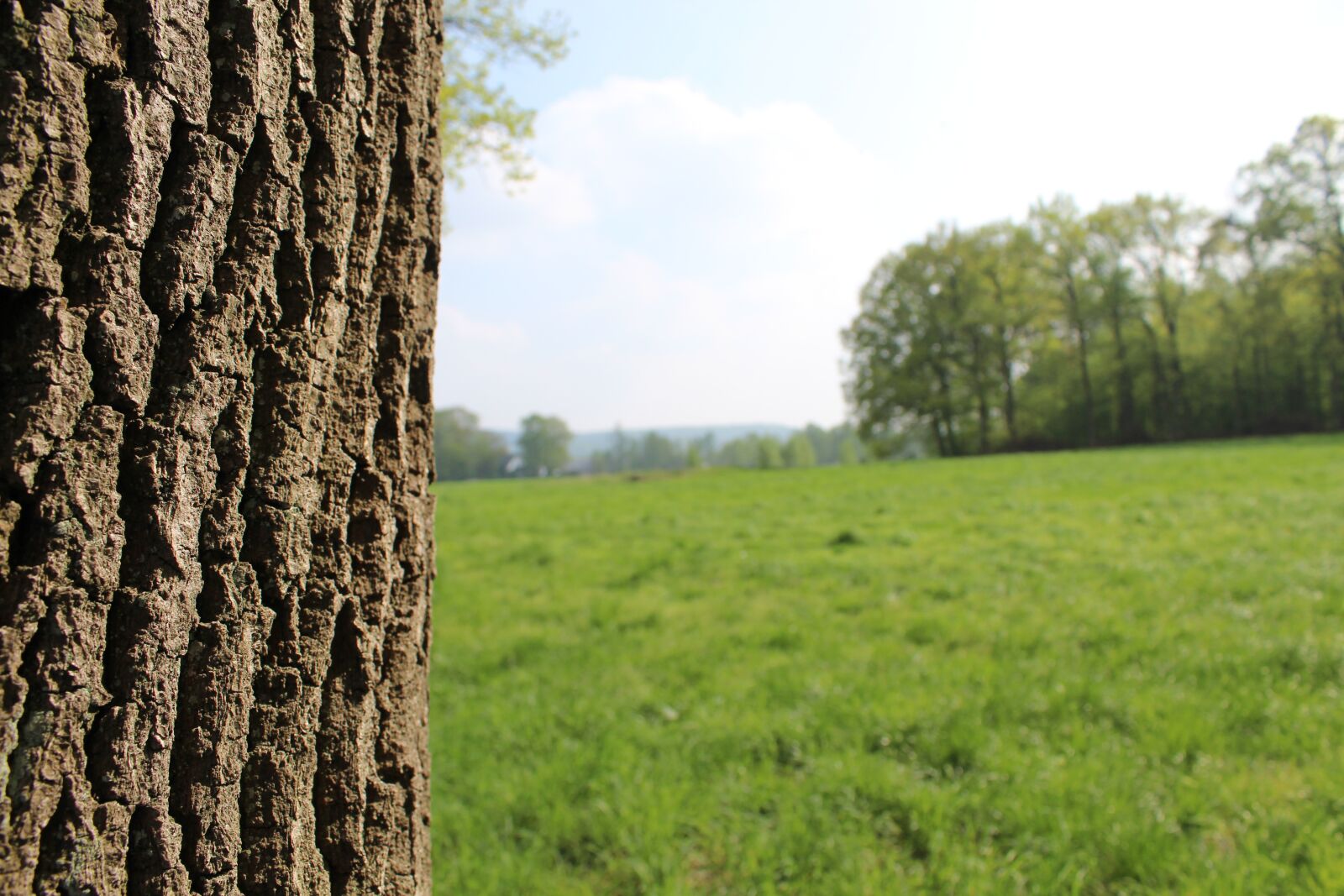 Canon EOS 4000D (EOS Rebel T100 / EOS 3000D) sample photo. Tree, graze, summer photography