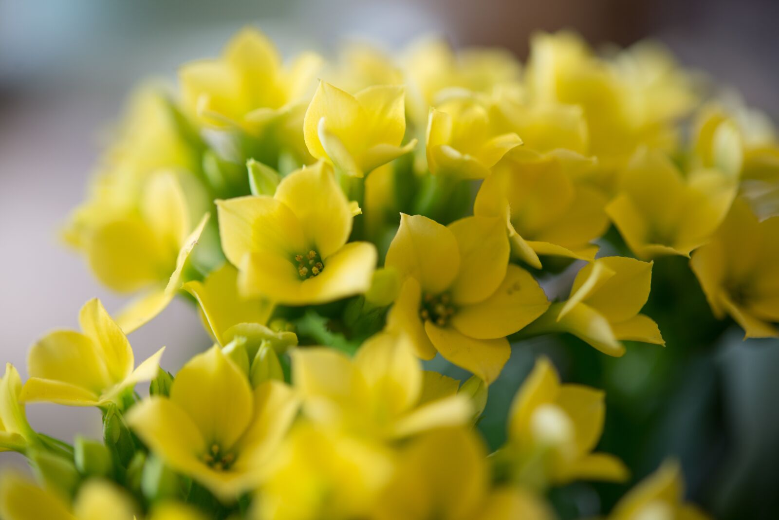 Nikon D600 sample photo. Little, yellow, flowers photography