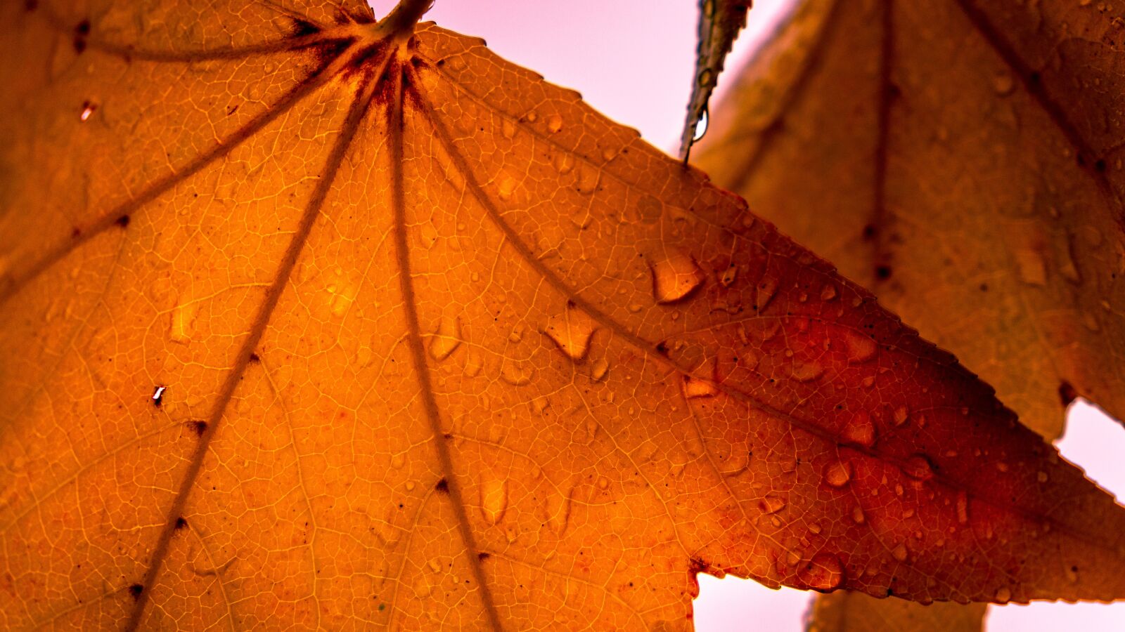 Sony a6500 sample photo. Leaf, autumn, maple photography