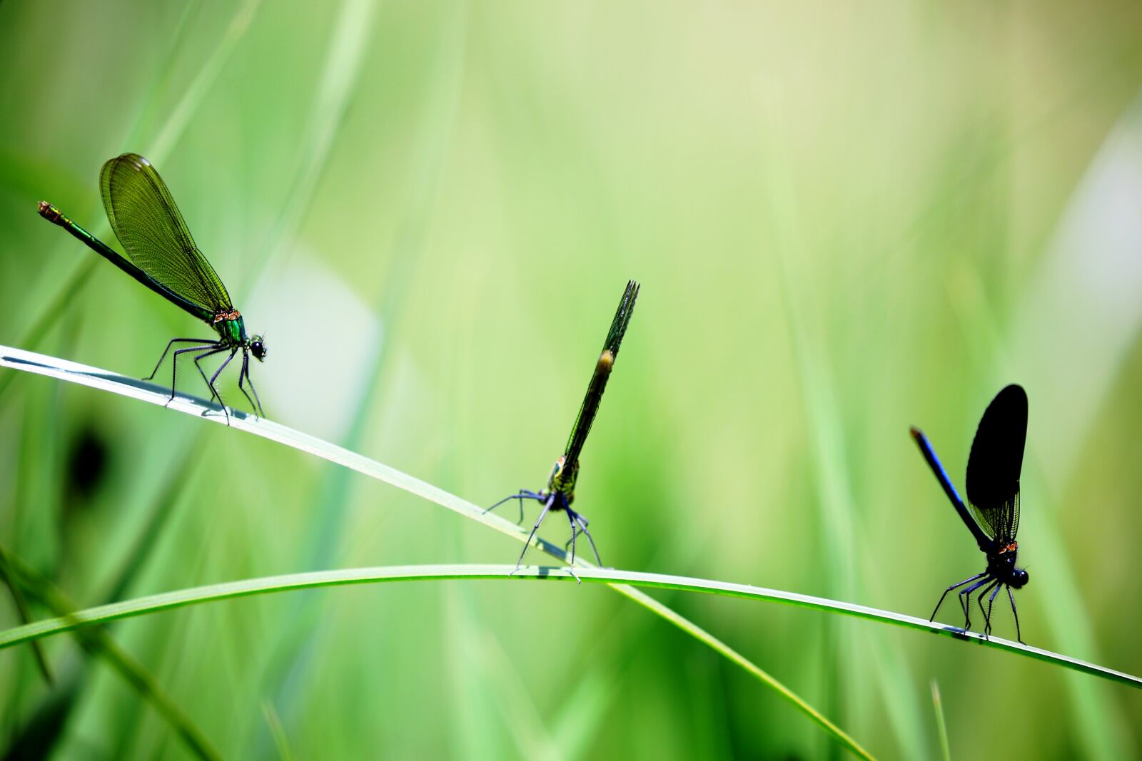 Canon EOS 5D Mark III sample photo. Insect, nature, fly, dragonfly photography