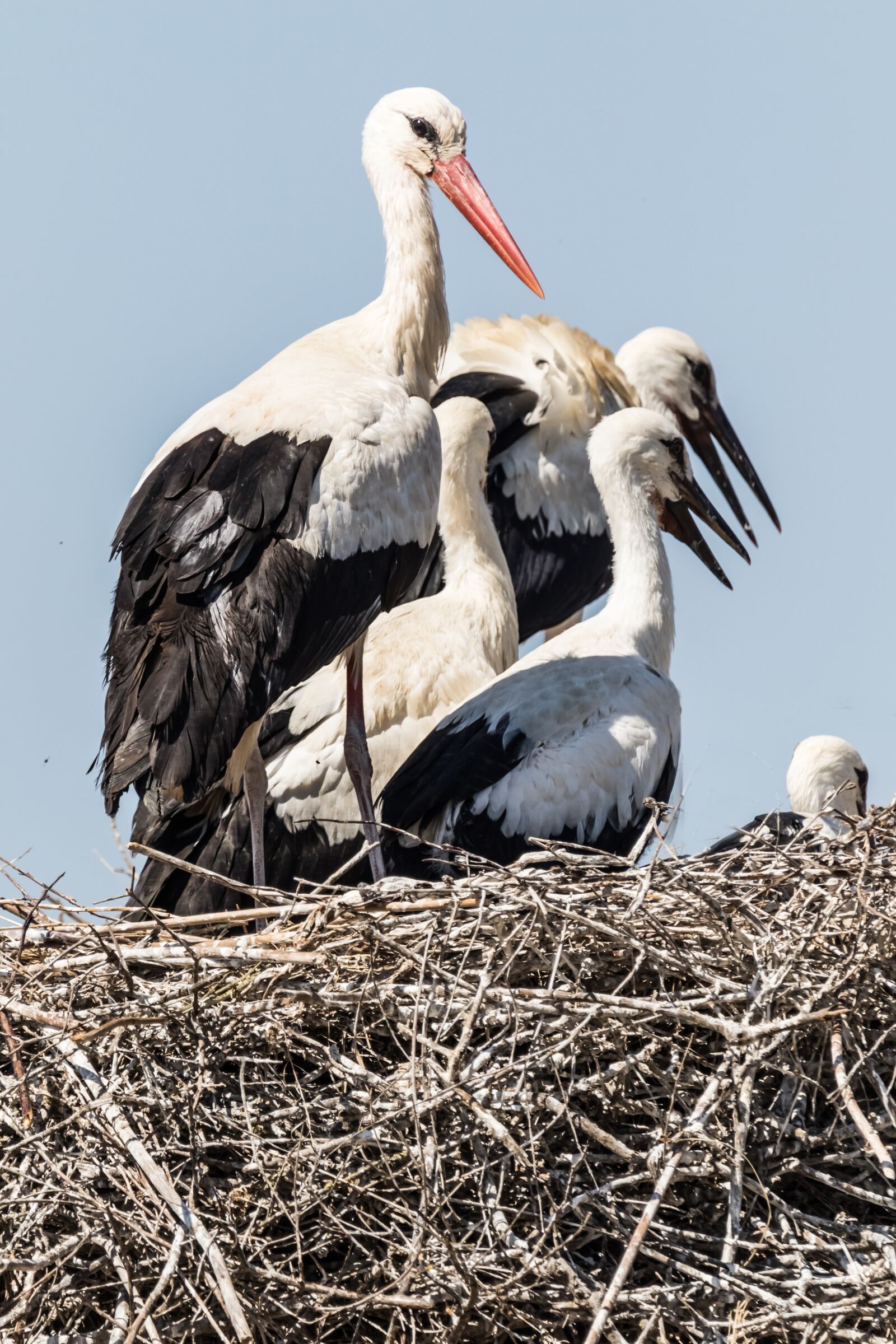 Canon EOS 7D Mark II sample photo. La familia, spain, huelva photography