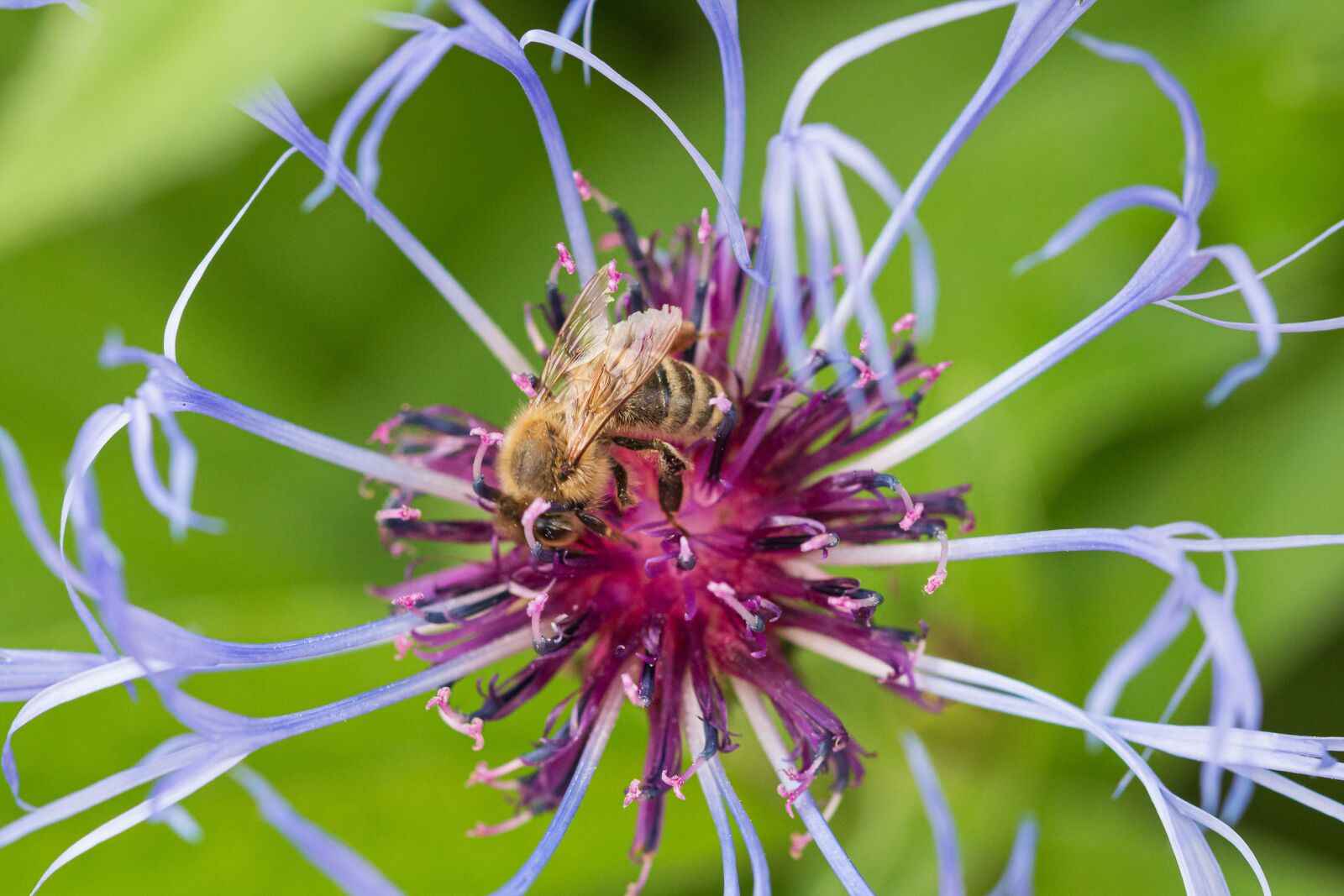 Canon EOS 70D sample photo. Blossom, bloom, bee photography