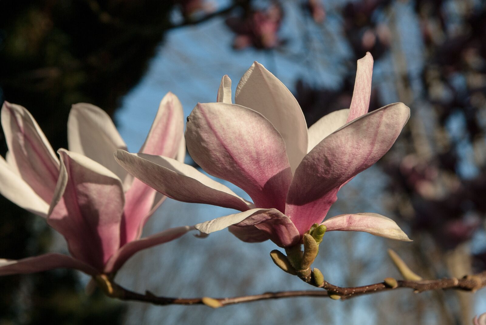 Pentax K10D sample photo. Flower, magnolia, purple flowers photography