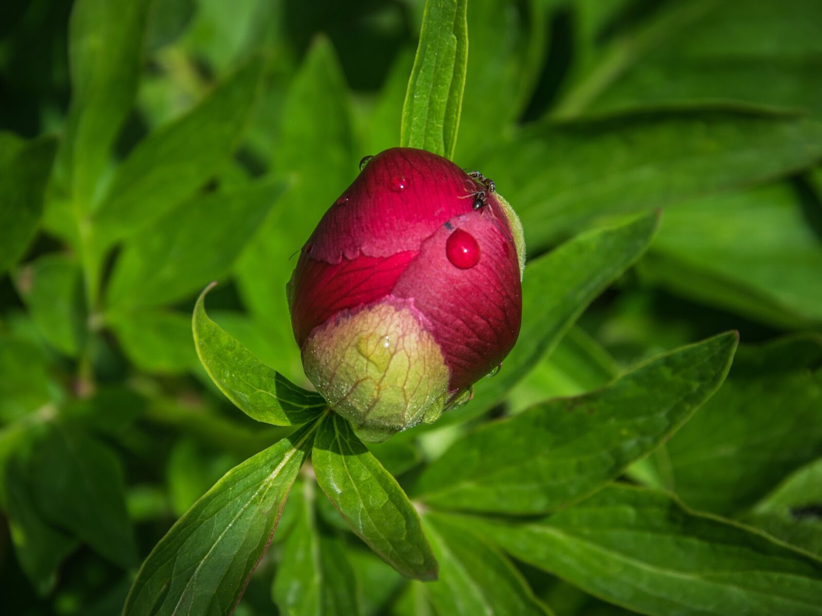 Nikon D5300 sample photo. Flower, drop, flora photography