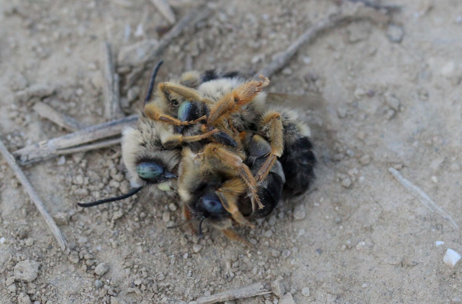 Canon EF-S 60mm F2.8 Macro USM sample photo. Bee, wild, struggle photography