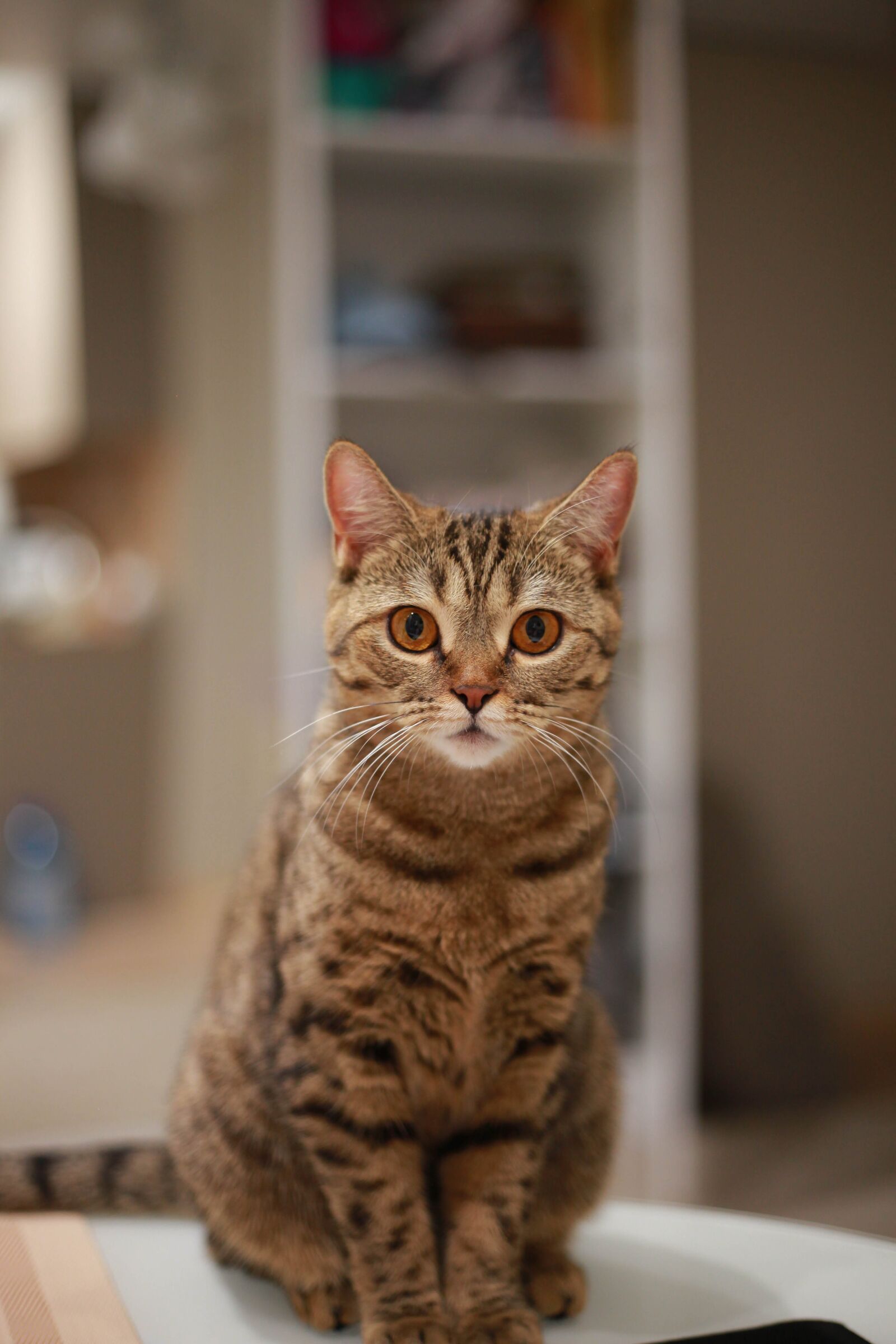 Canon EOS 5D Mark II + Canon EF 50mm F1.8 STM sample photo. красивенький котик, красивая кошка, кот photography