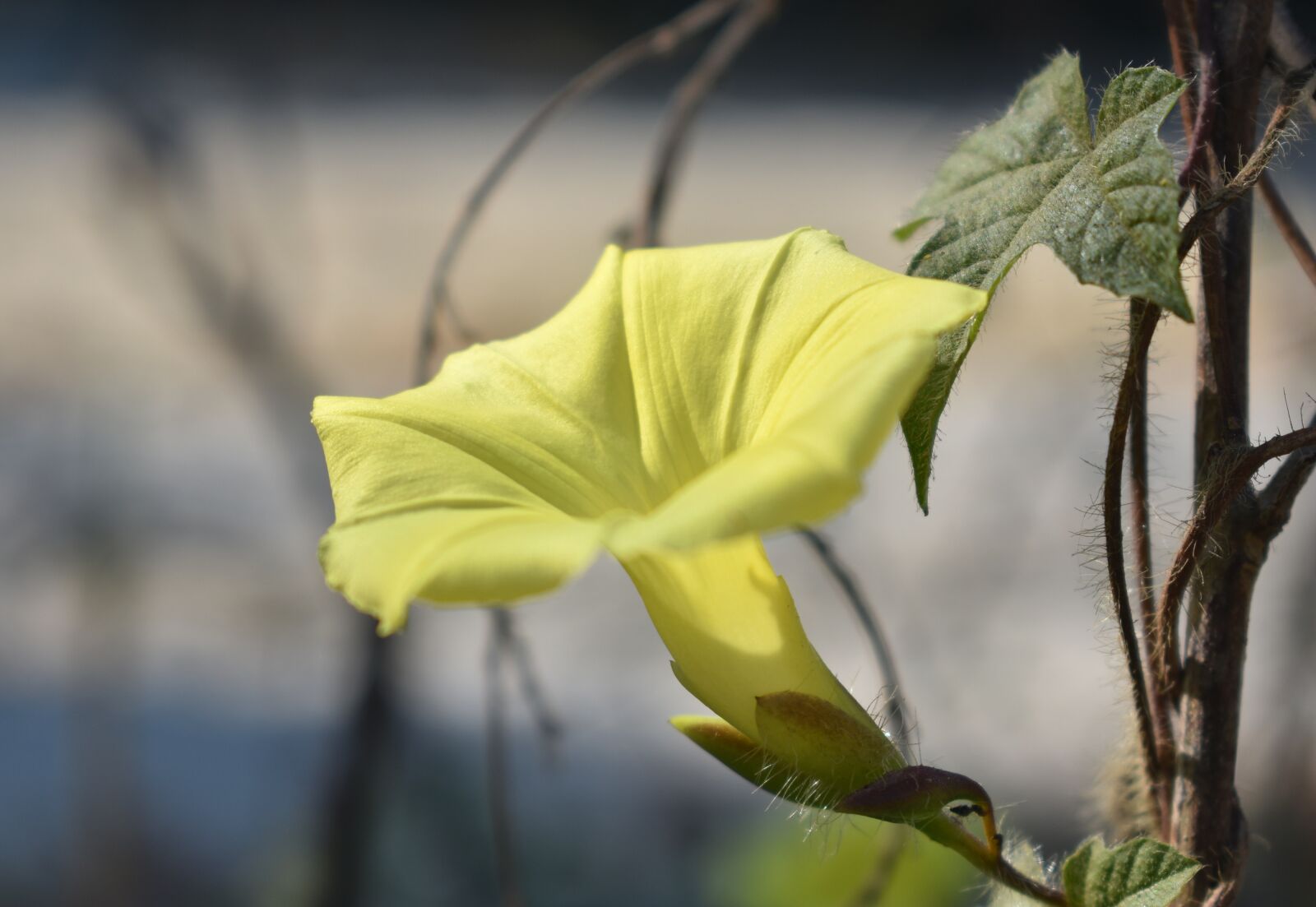 Nikon D3400 sample photo. Flower, yellow, bloom photography