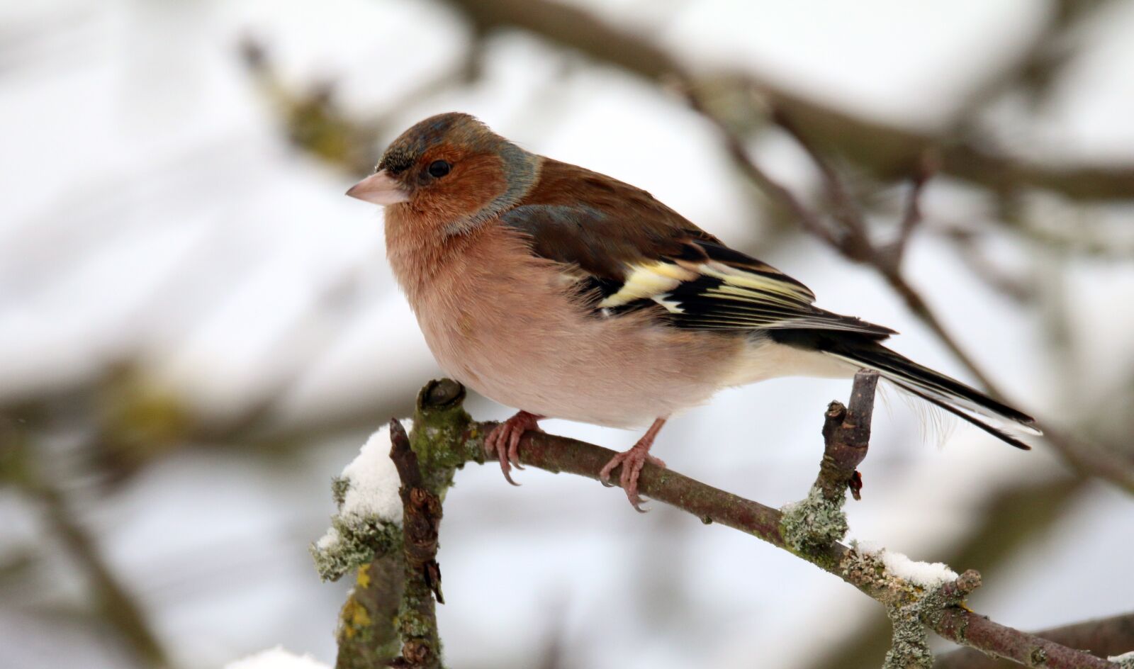 Canon EOS 70D sample photo. Chaffinch, male chaffinch, bird photography