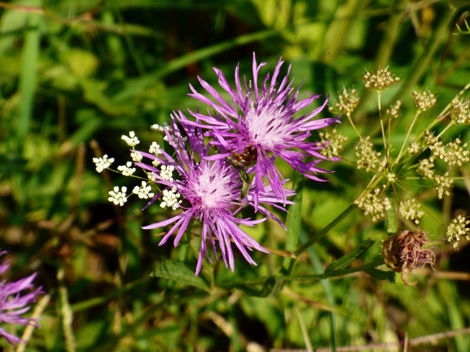 Panasonic DMC-FZ72 sample photo. Flower, plant, meadow flowers photography