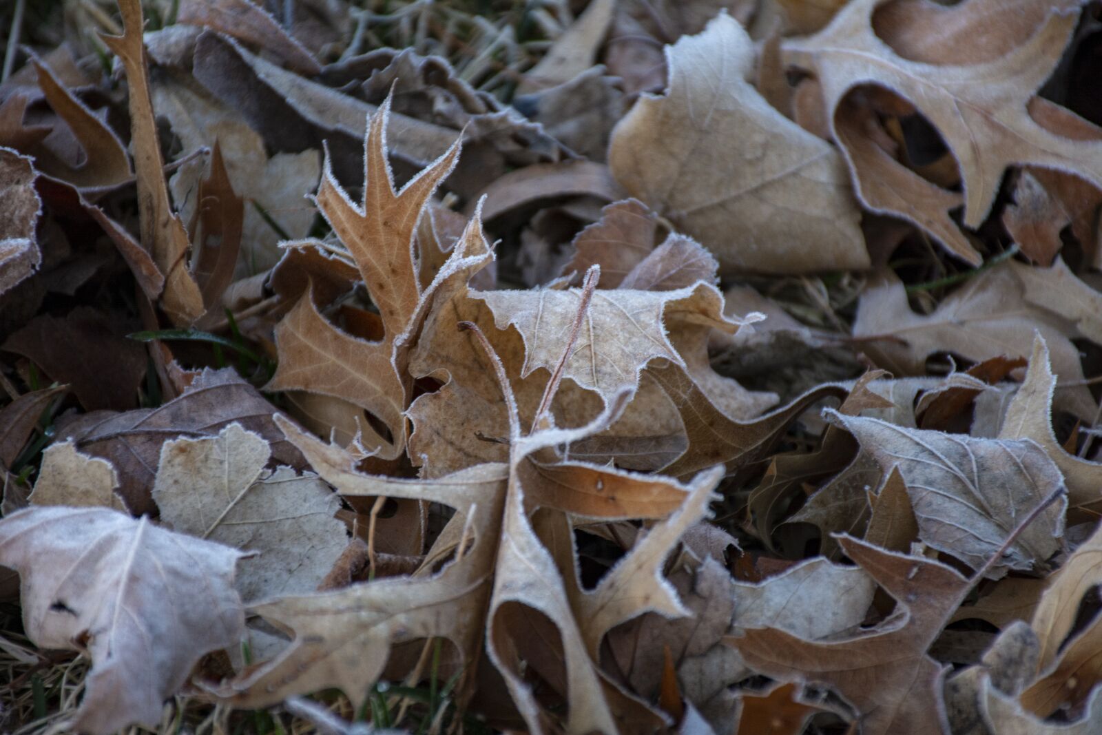 Nikon D7100 sample photo. Leave, leaf, frost photography