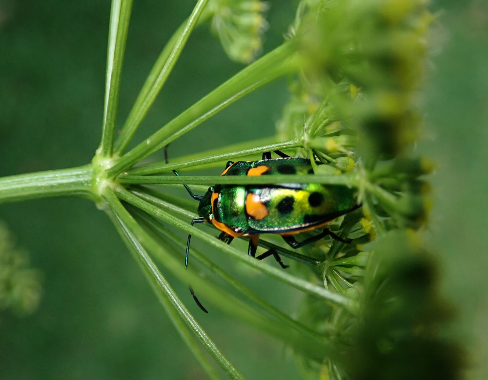 Olympus TG-5 sample photo. Insect, jewel beetle, bug photography