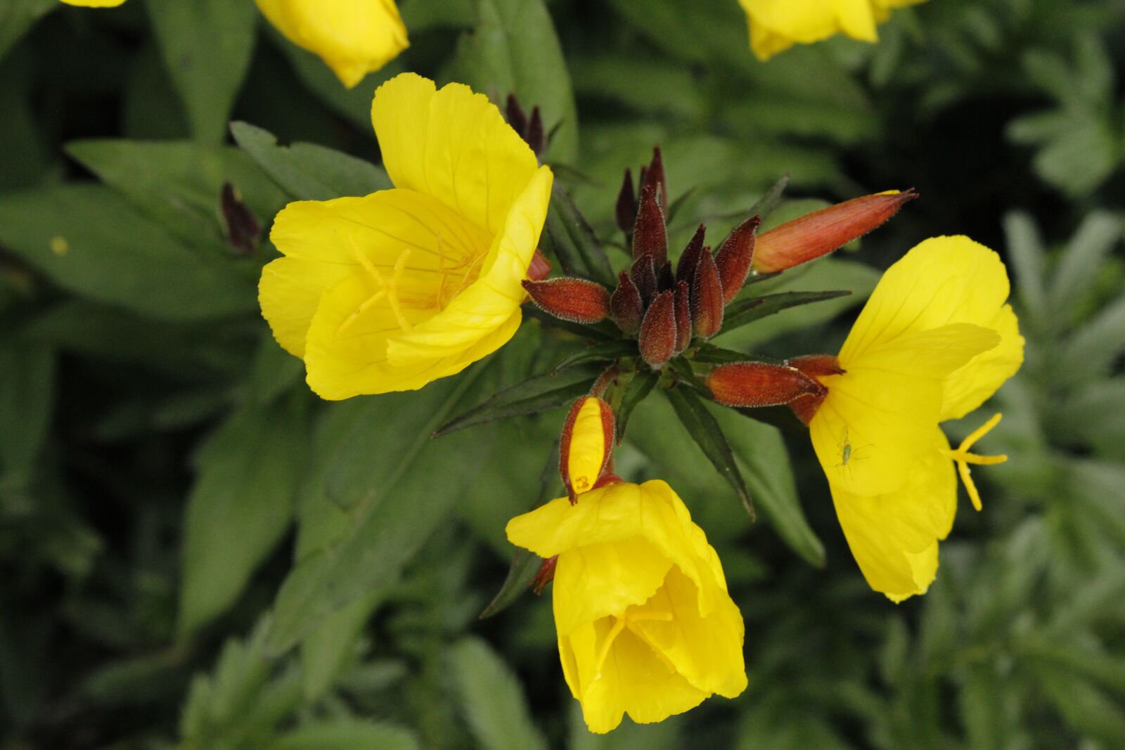 Canon EOS 1200D (EOS Rebel T5 / EOS Kiss X70 / EOS Hi) sample photo. St john's wort, flower photography