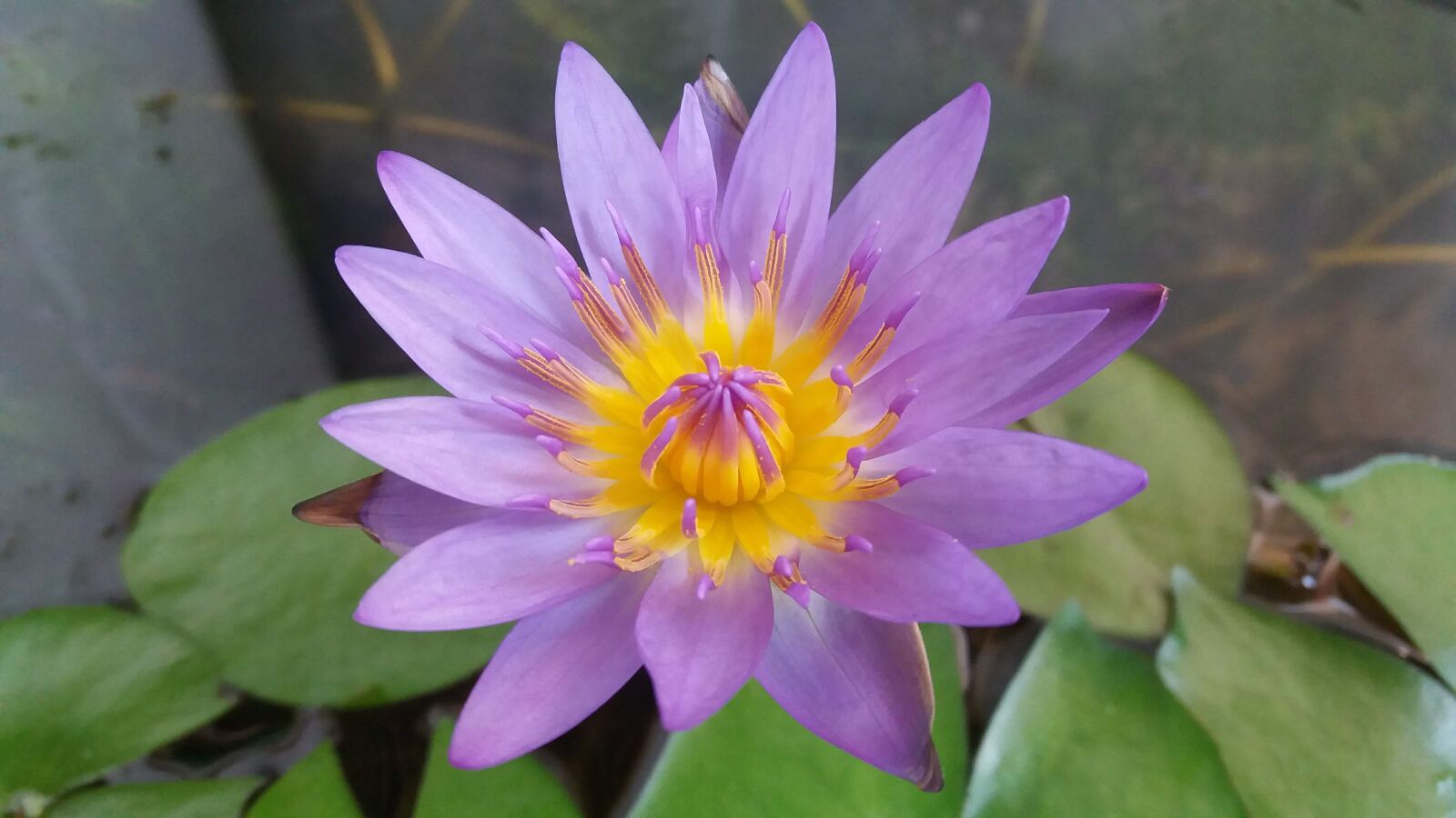Samsung Galaxy J5 sample photo. Lotus, nature, bo photography