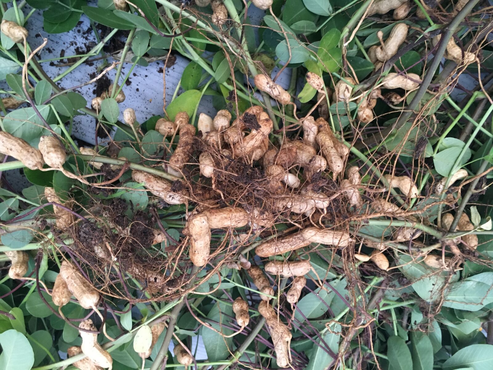 iPhone 6s back camera 4.15mm f/2.2 sample photo. Homegrown, peanuts photography